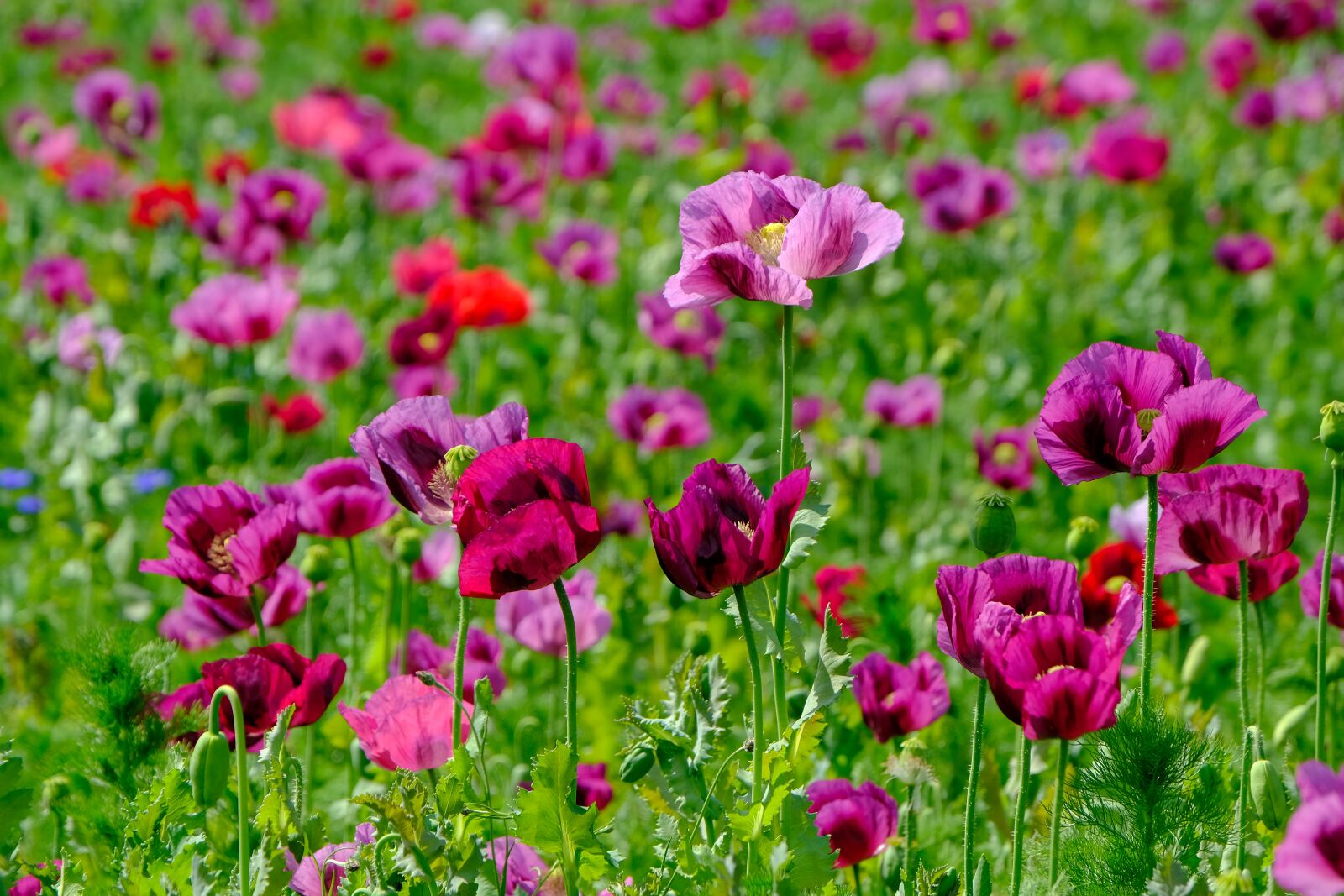 Fujifilm X-T3 sample photo. Poppy, violet, poppy flower photography