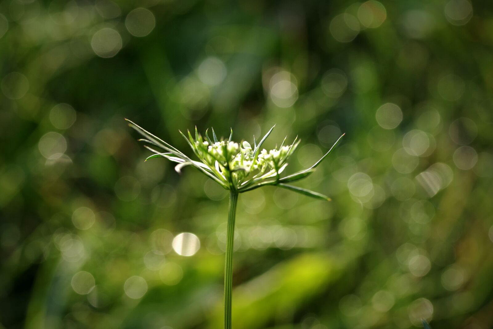 Pentax K-S2 sample photo. Wild carrot, flower, the photography