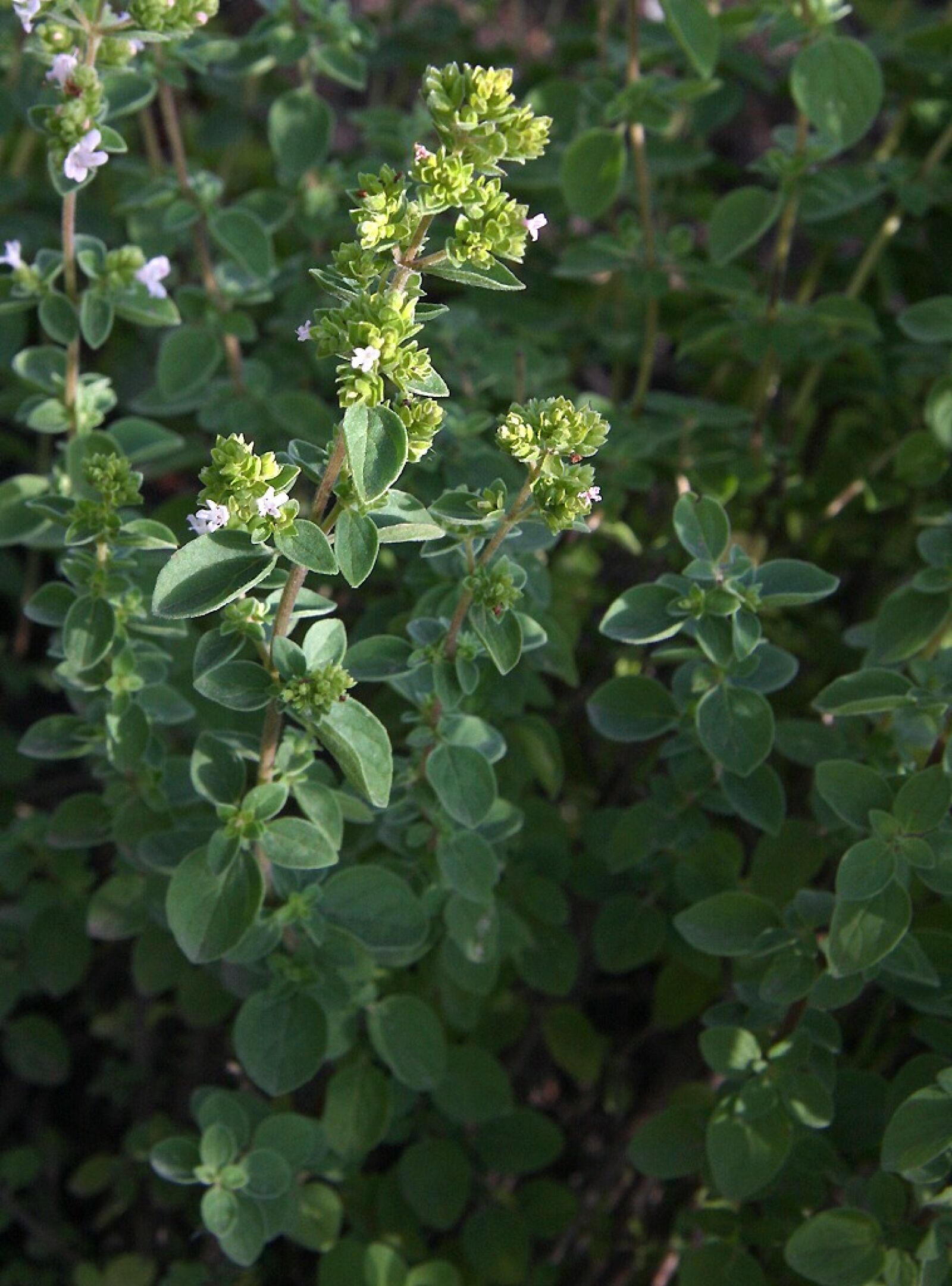 Canon EOS 40D sample photo. Oregano, herbs, plant photography