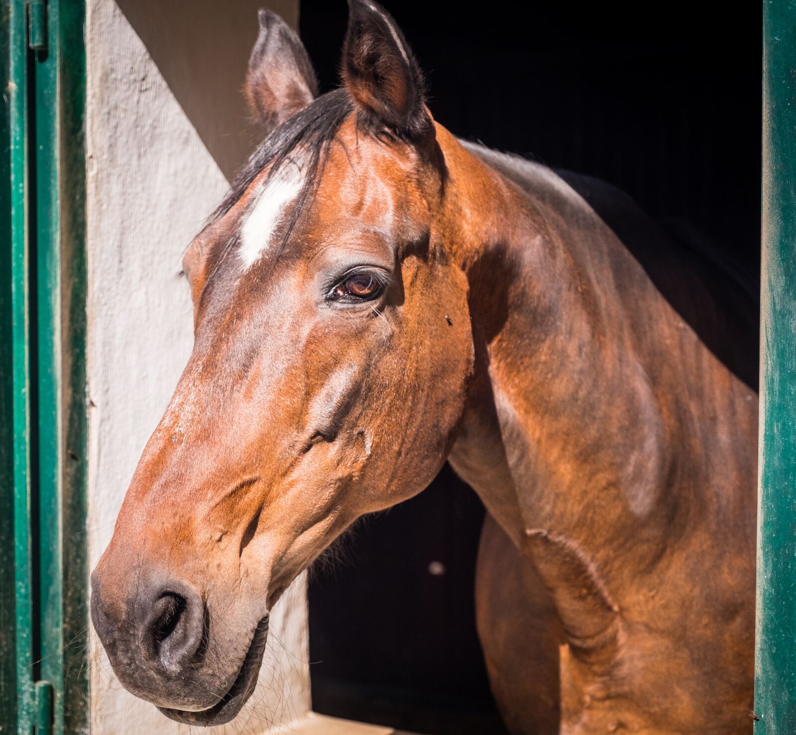 Fujifilm X-T2 sample photo. Horse, stall, horse head photography