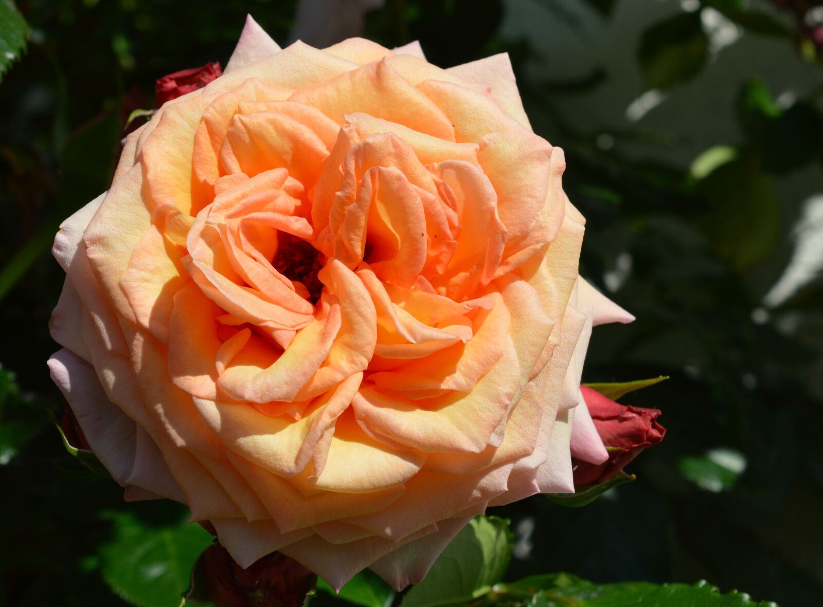 Nikon D3200 sample photo. Rose, climbing rose, orange photography
