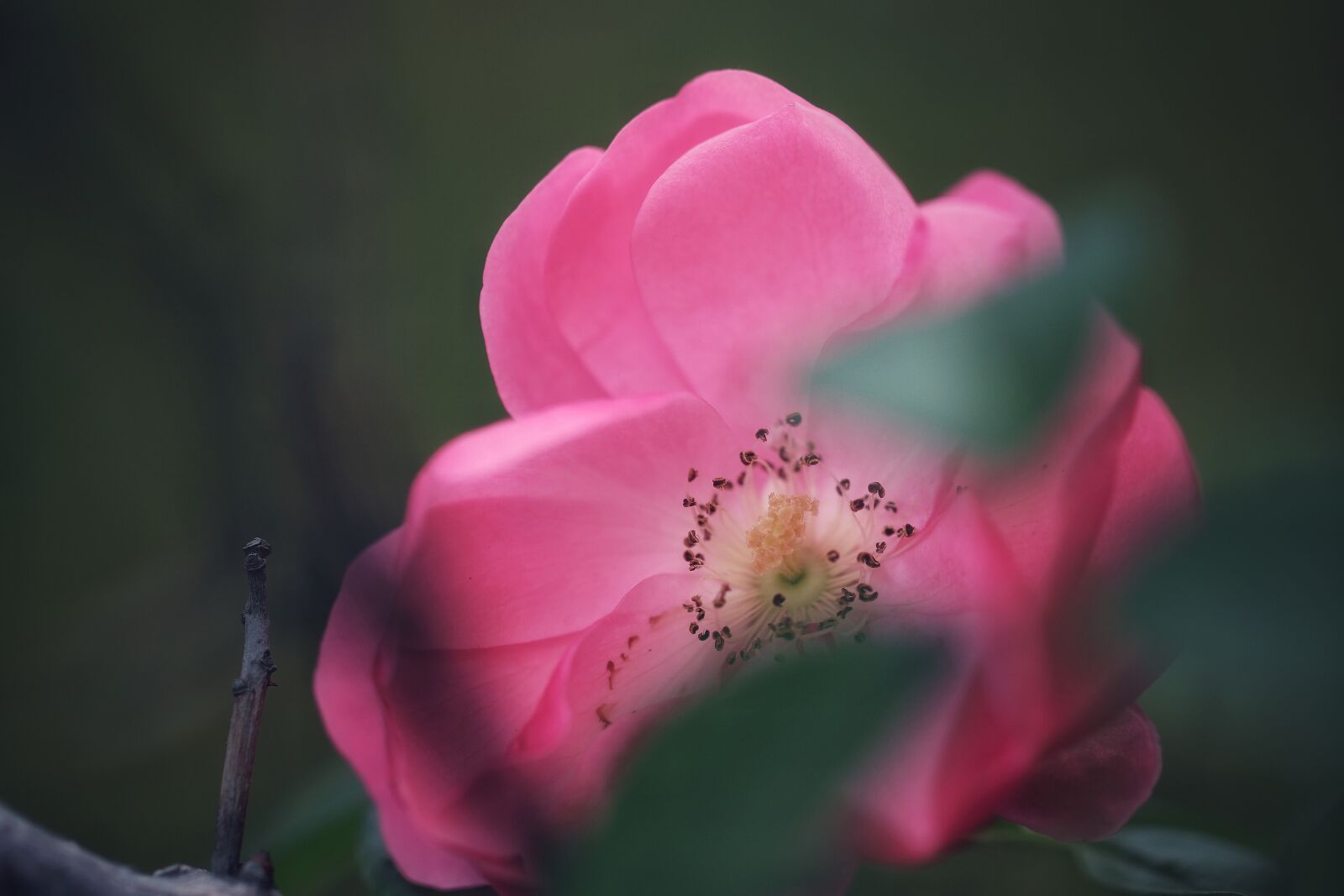 Canon EF 100mm F2.8L Macro IS USM sample photo. Macro, flower, rose photography