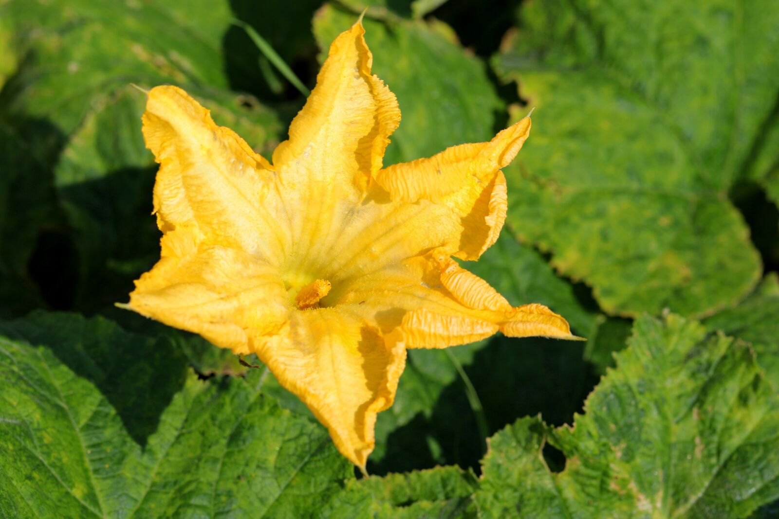 Canon EOS 7D Mark II sample photo. Pumpkin flower, yellow flower photography