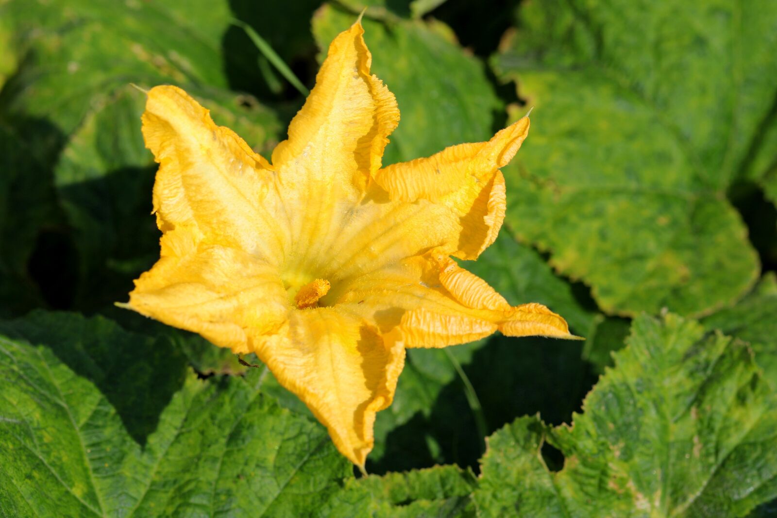 Canon EOS 7D Mark II + Canon EF 100mm F2.8L Macro IS USM sample photo. Pumpkin flower, yellow flower photography