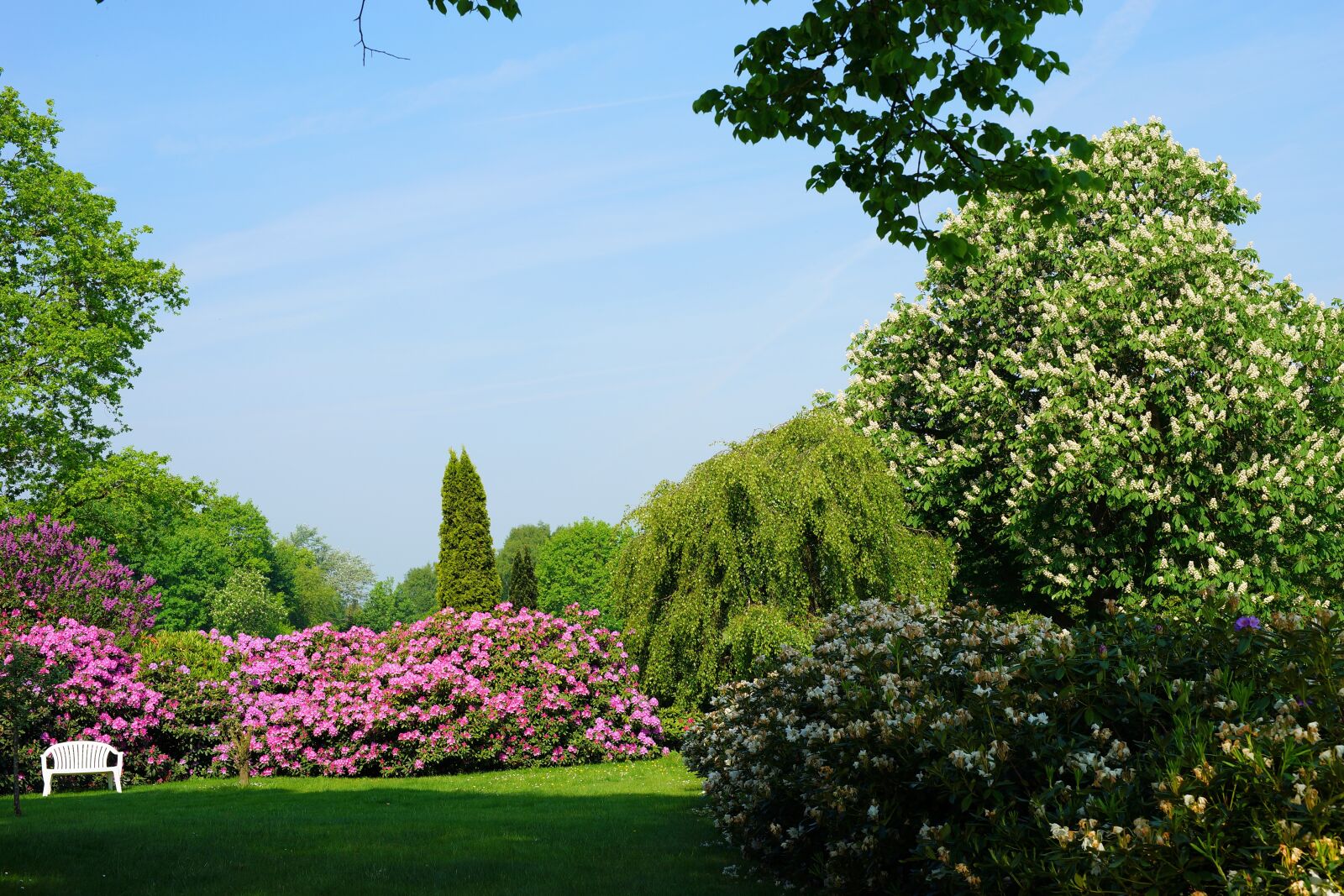 Sony a99 II + Minolta AF 50mm F1.4 [New] sample photo. Rhododendron, garden, blossom photography