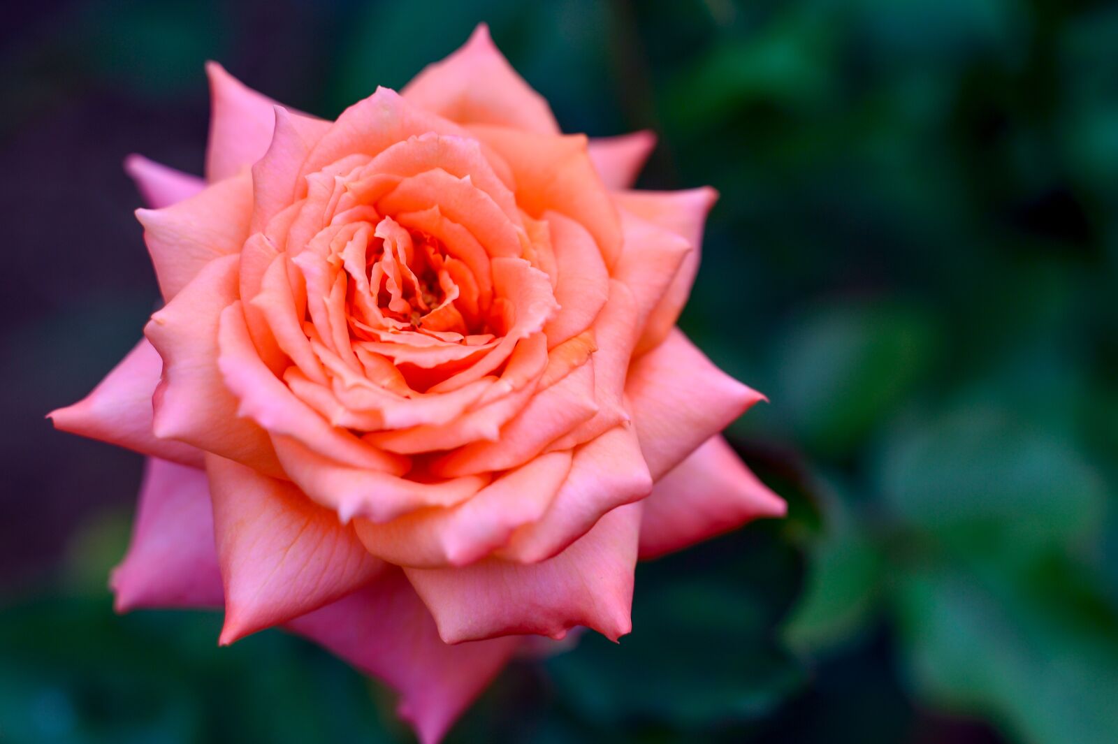 Nikon Df sample photo. Natural, landscape, plant photography
