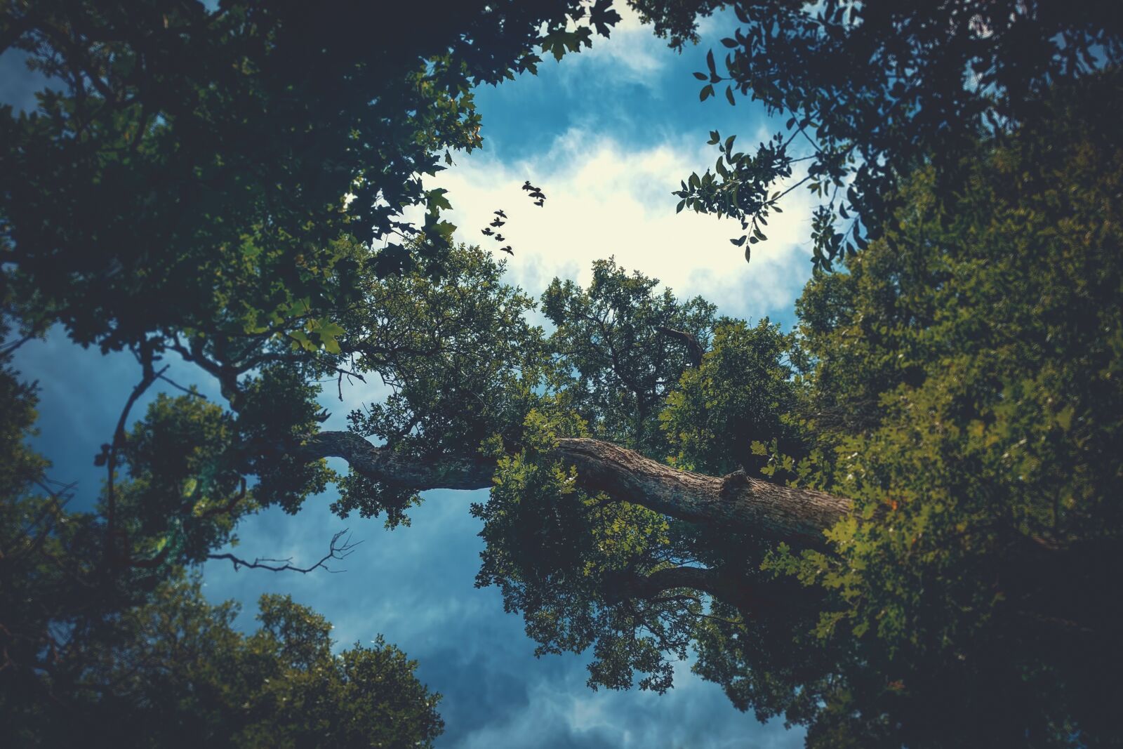 LG Nexus 5X sample photo. Trees, clouds, sky photography