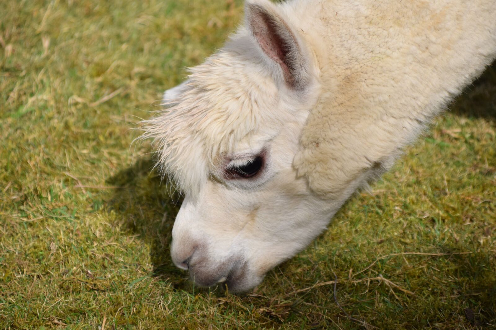 Nikon D3300 sample photo. Alpaca, head, animal photography