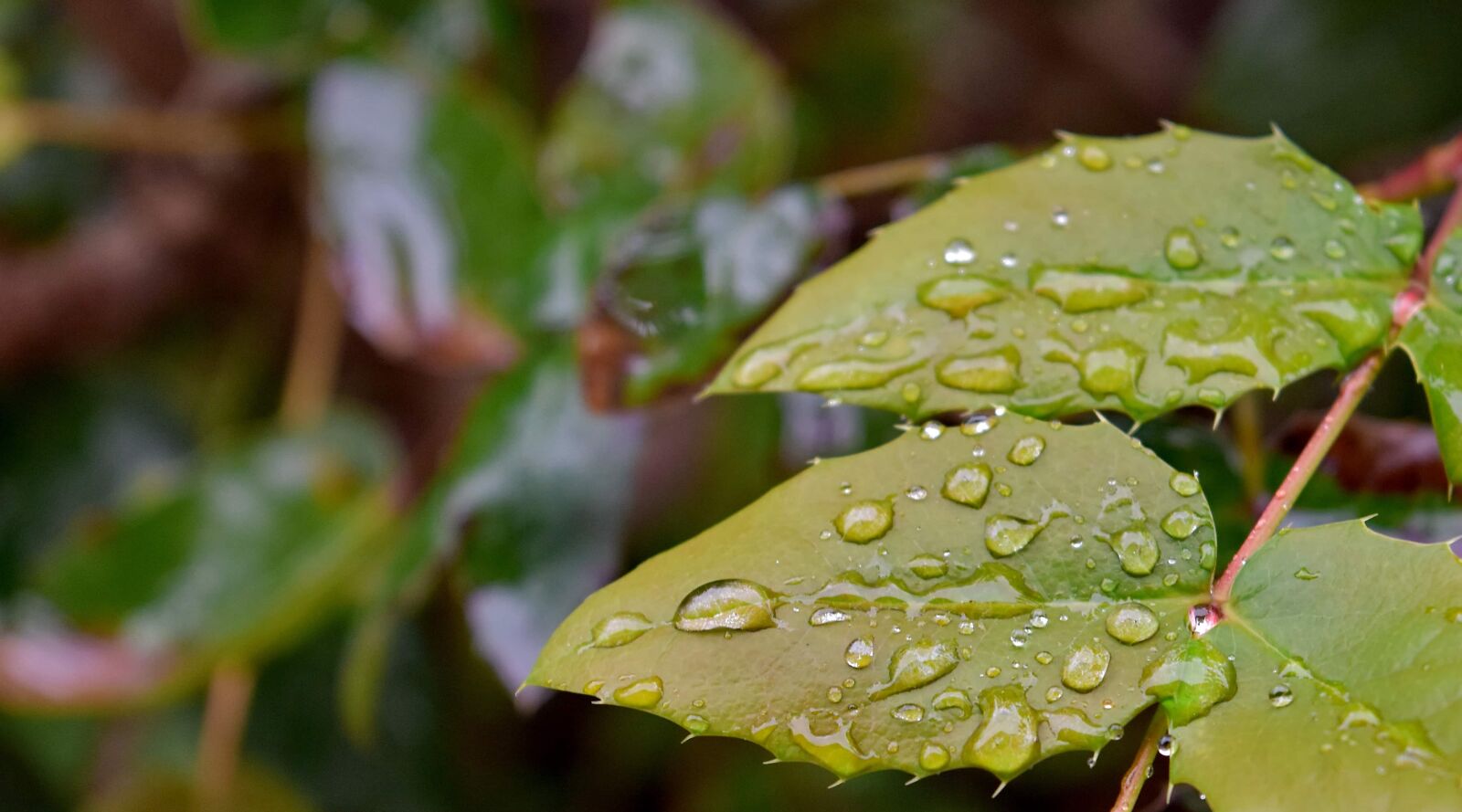 Nikon D5500 sample photo. Rain, nature, flora, leaf photography