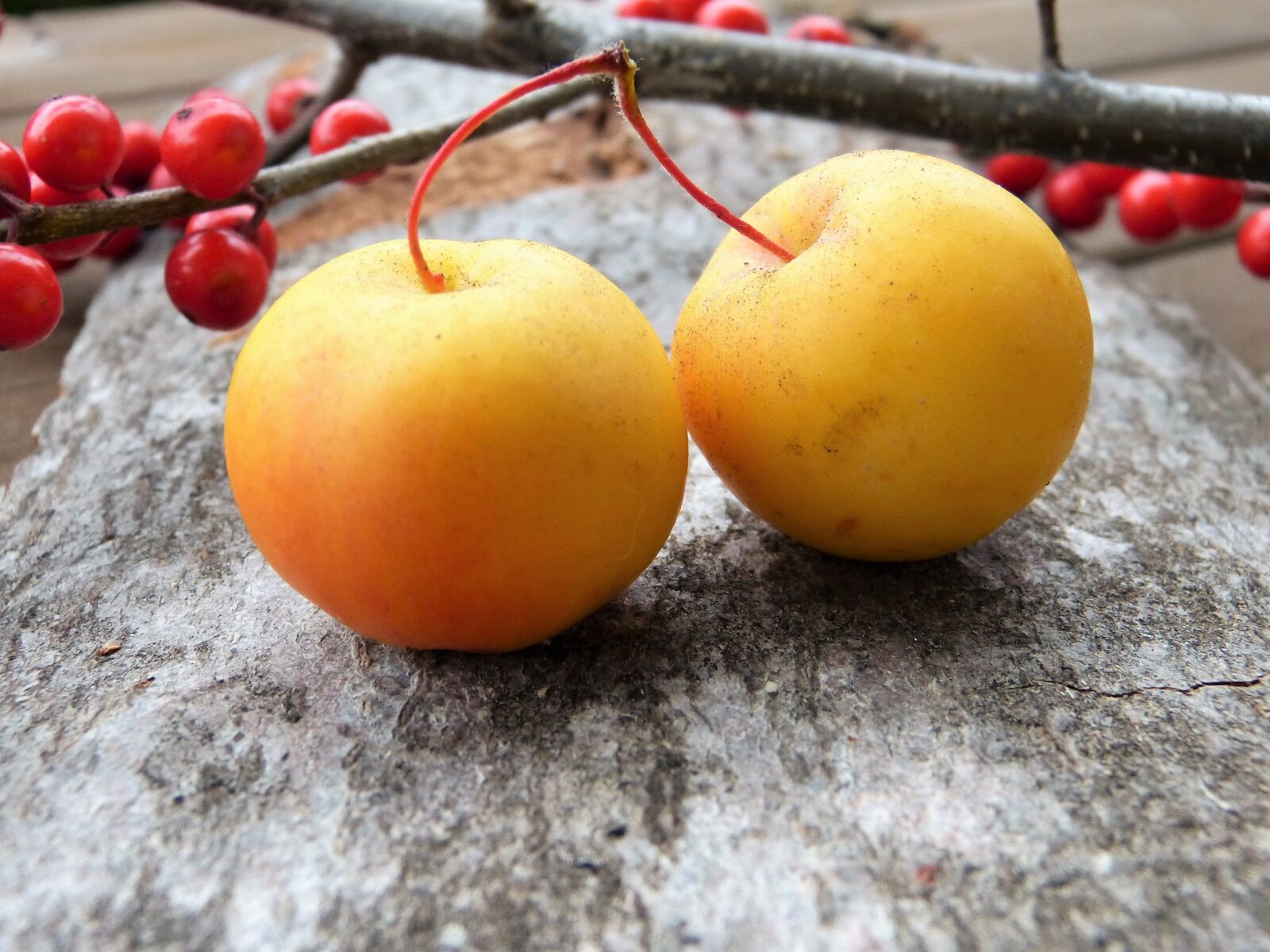Panasonic Lumix DMC-FZ150 sample photo. Embellishment, apple, christmas photography