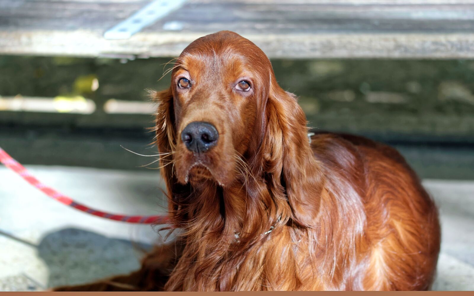 Nikon D5300 sample photo. Dog, pet, canine photography