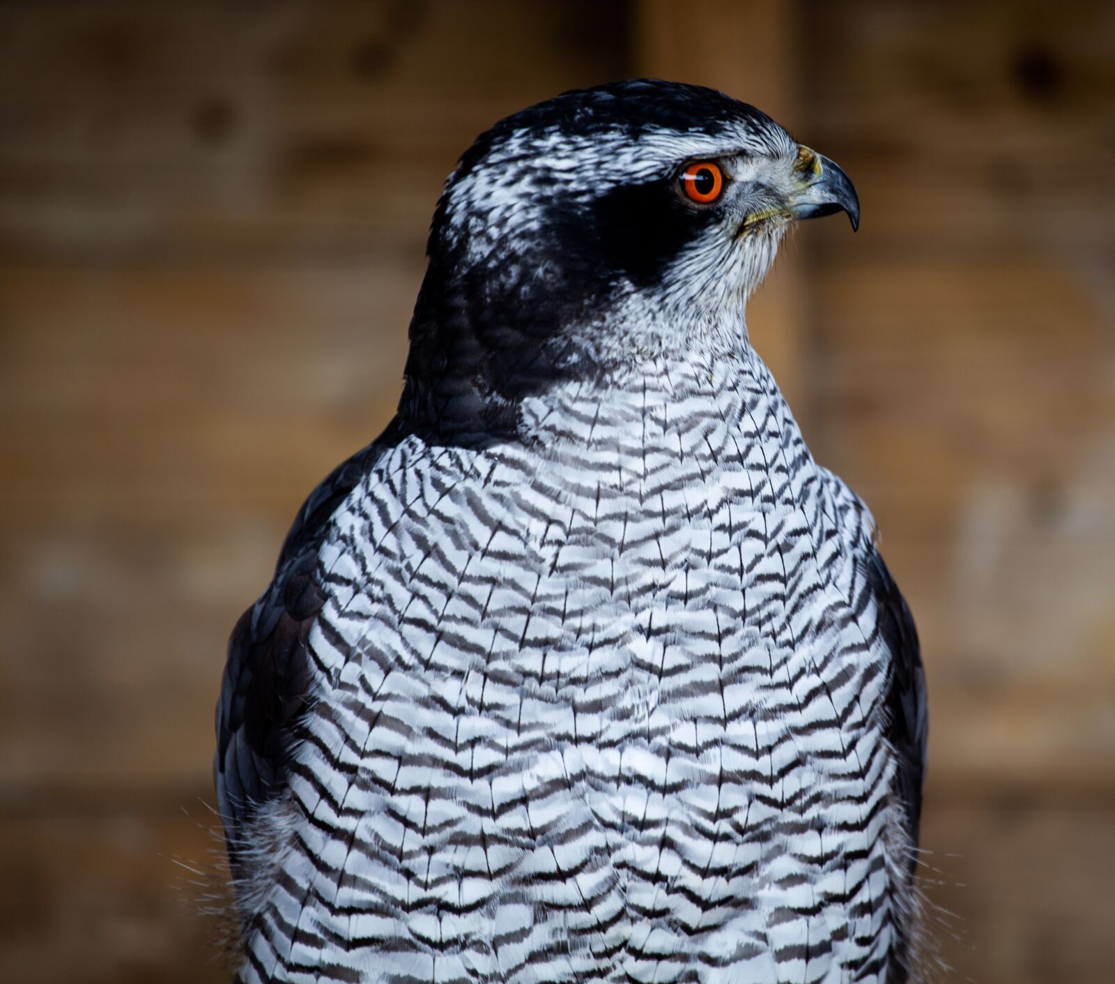 Canon EOS 5D Mark II sample photo. Falcon, hunter, orange eyes photography