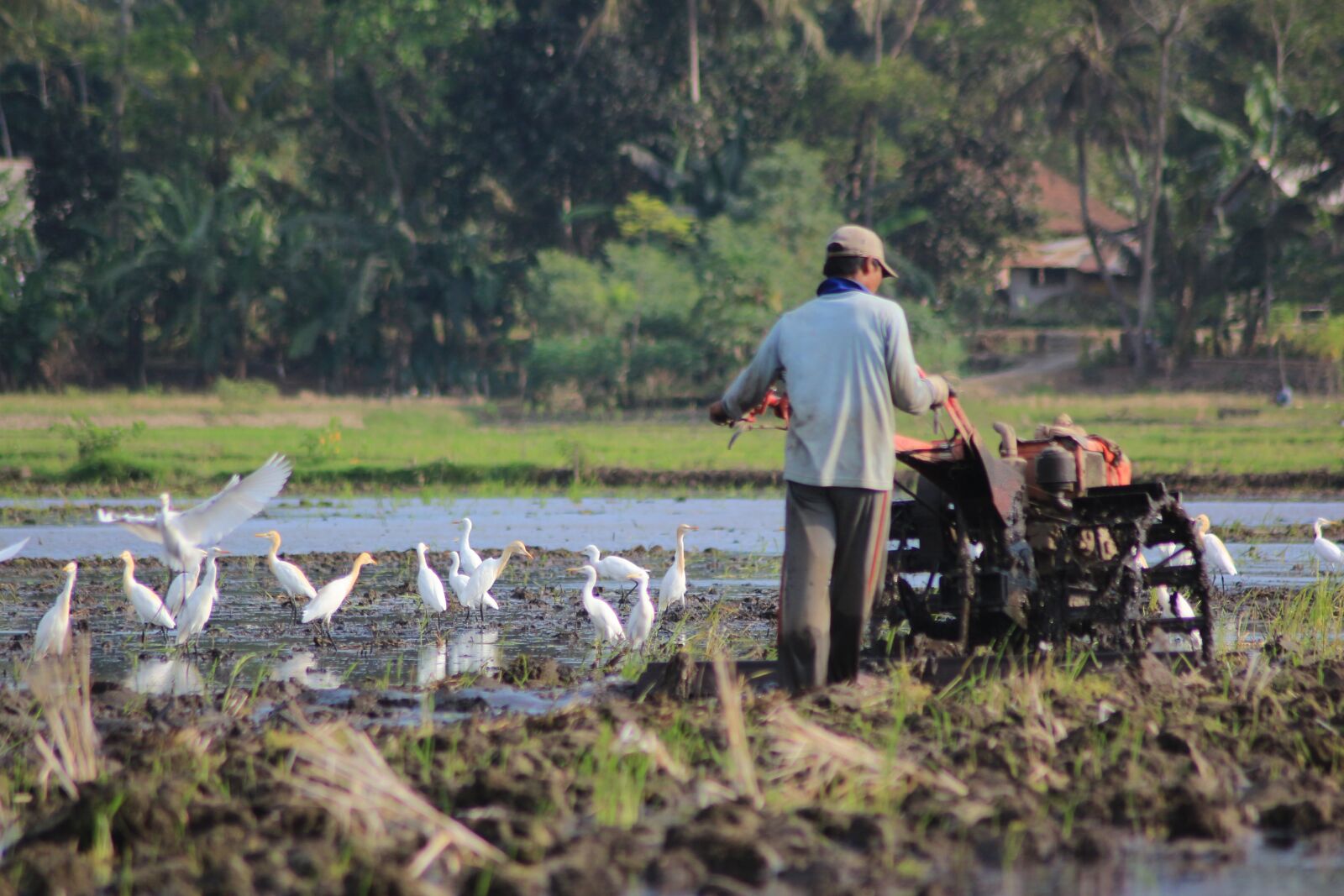 Canon EOS 650D (EOS Rebel T4i / EOS Kiss X6i) sample photo. Village, binangun, cilacap photography