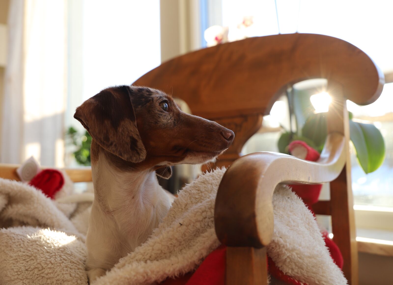 Canon EOS 6D Mark II sample photo. Cute, dog, indoor photography