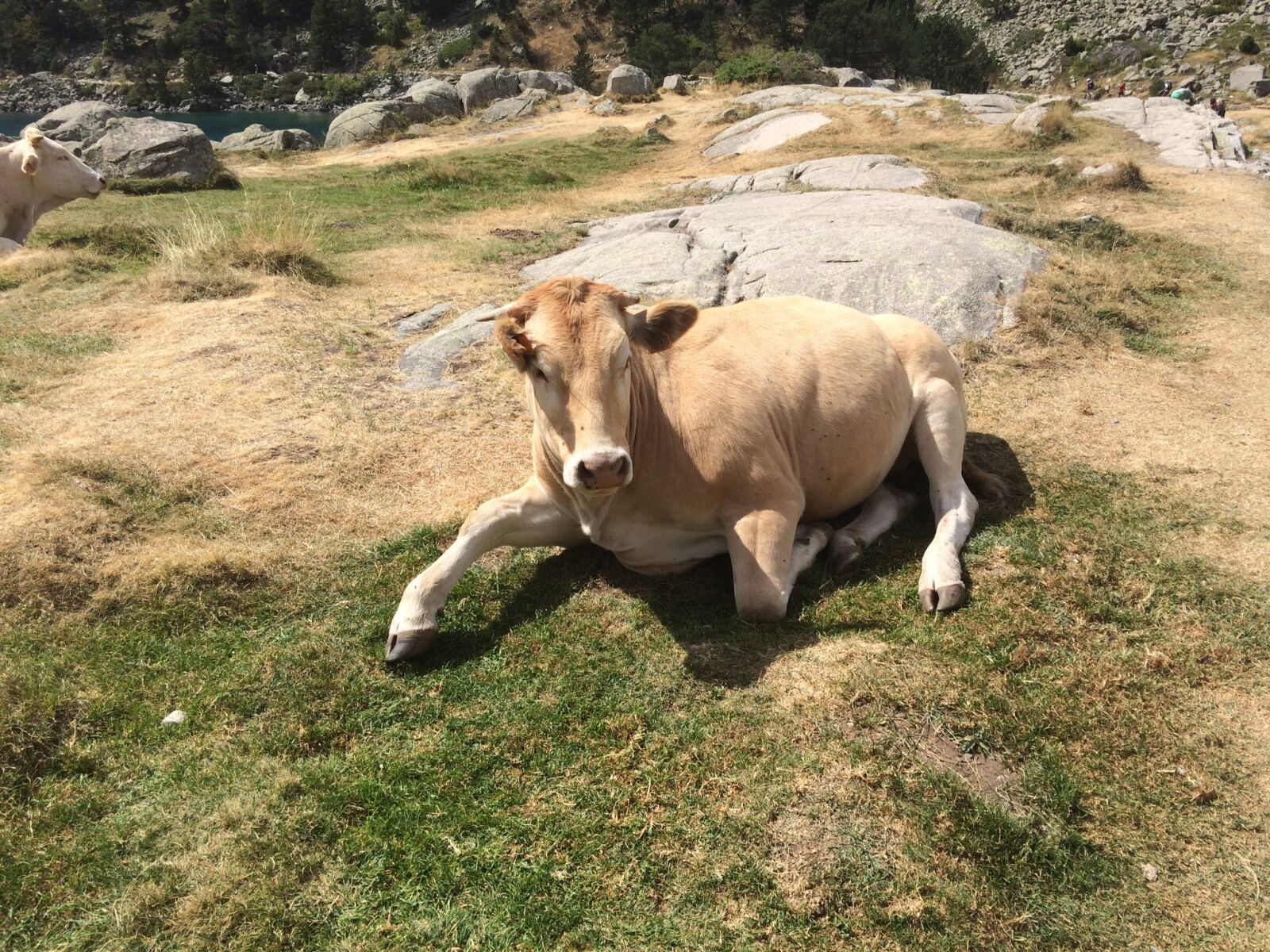 iPhone 5s back camera 4.15mm f/2.2 sample photo. Cow, nature, animals photography