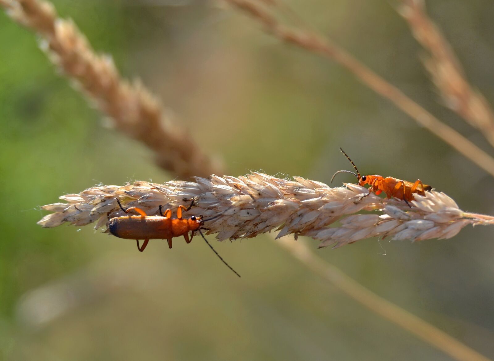 Nikon D3100 sample photo. Beetles, grass, pair photography