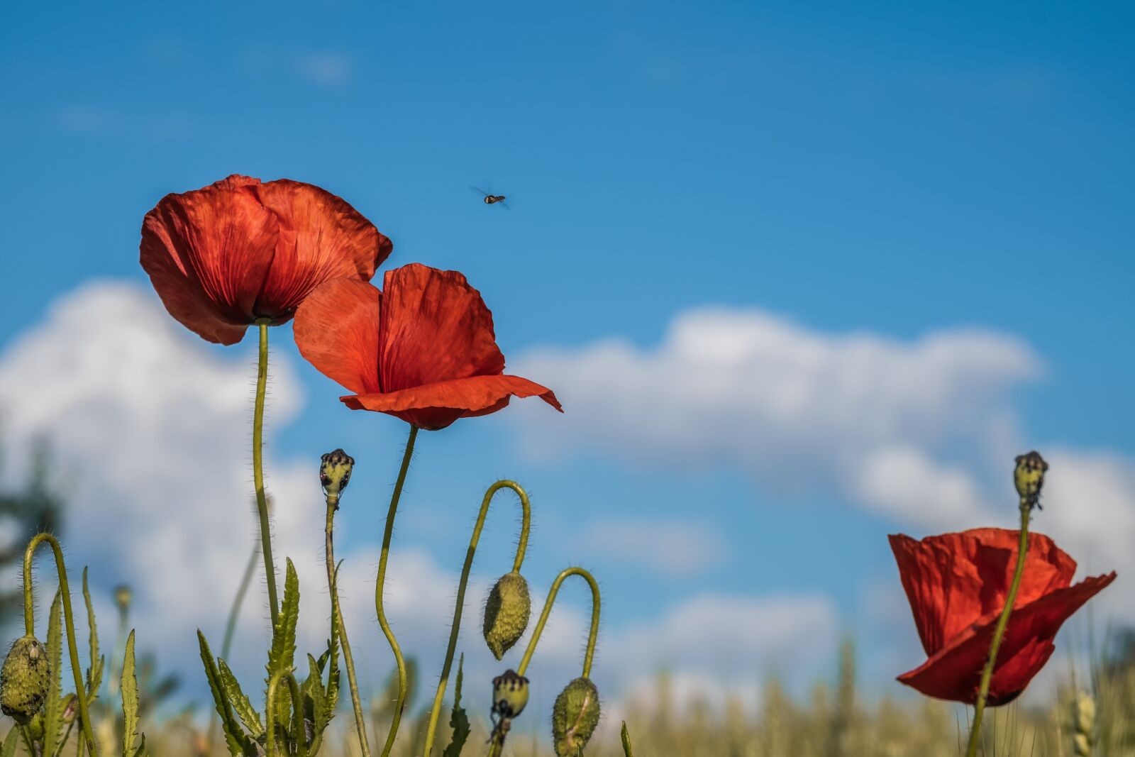 Fujifilm XF 55-200mm F3.5-4.8 R LM OIS sample photo. Poppies, flowers, poppy photography
