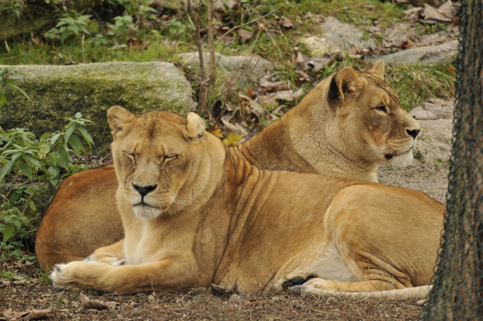 Nikon D300 sample photo. Zoo, hellabrunn, munich photography