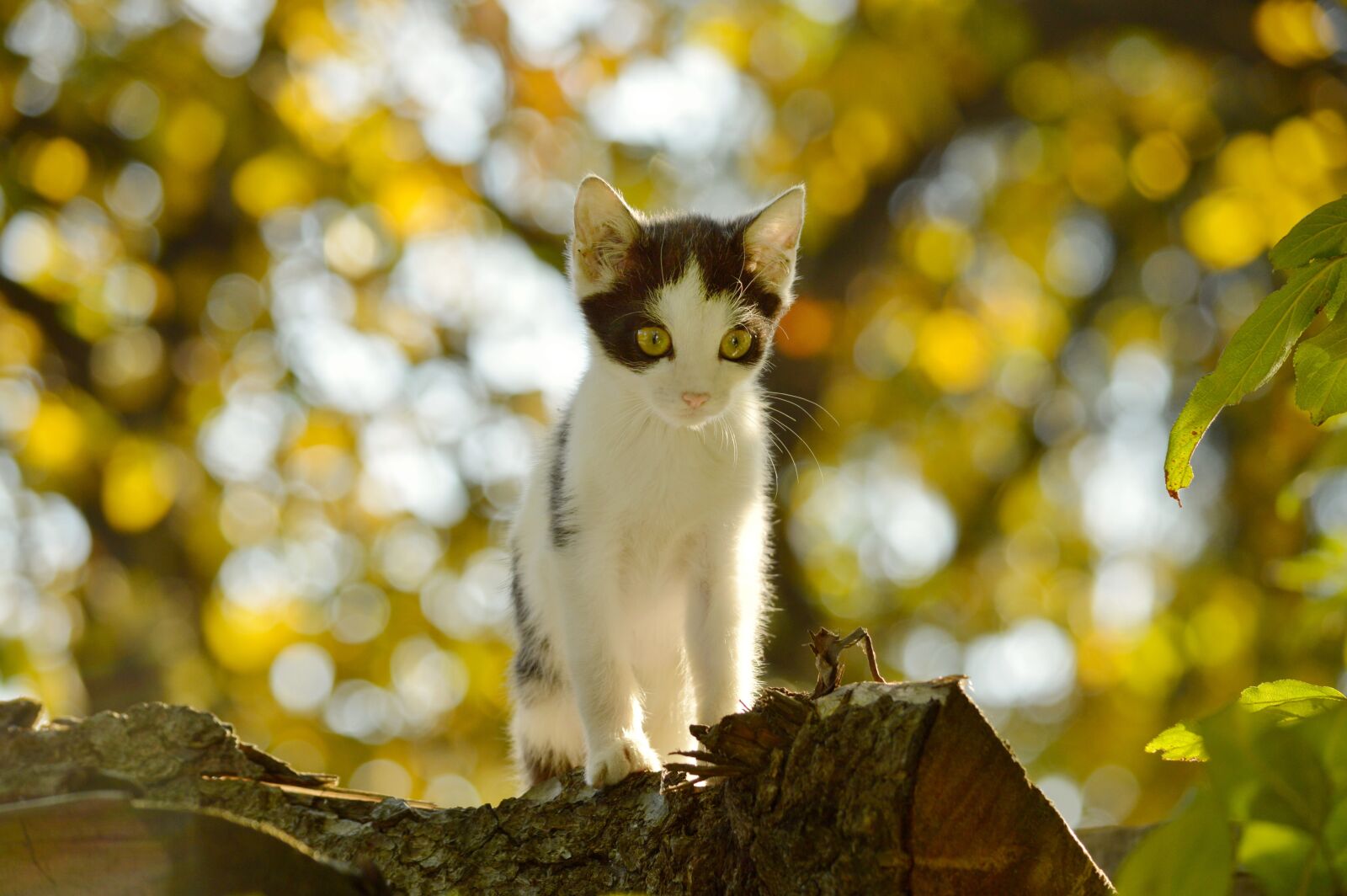 Nikon D3200 sample photo. Kitten, cat, animal photography