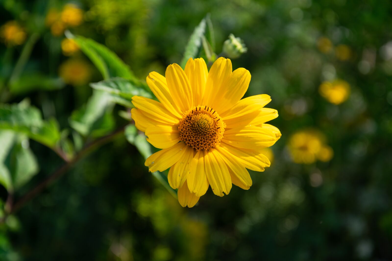 Nikon D3300 sample photo. Flower, garden, flowers photography