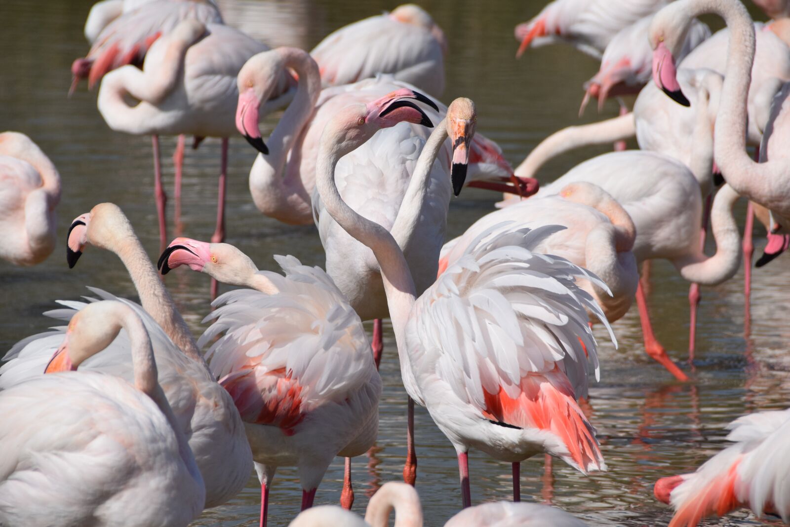 Nikon D5300 sample photo. Camargue, pink flamingo, birds photography