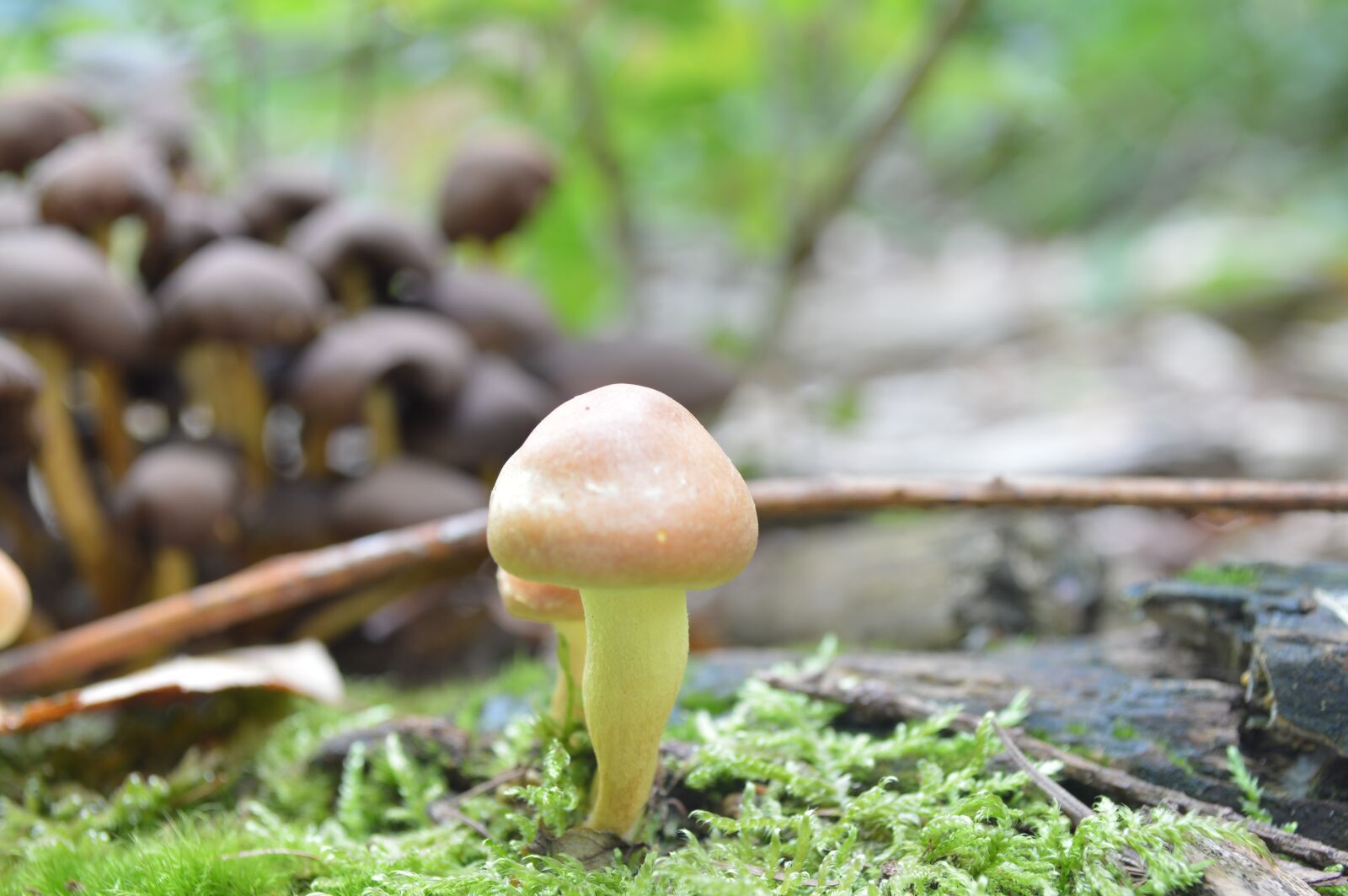 Nikon D3200 sample photo. Mushroom, nature, wood photography
