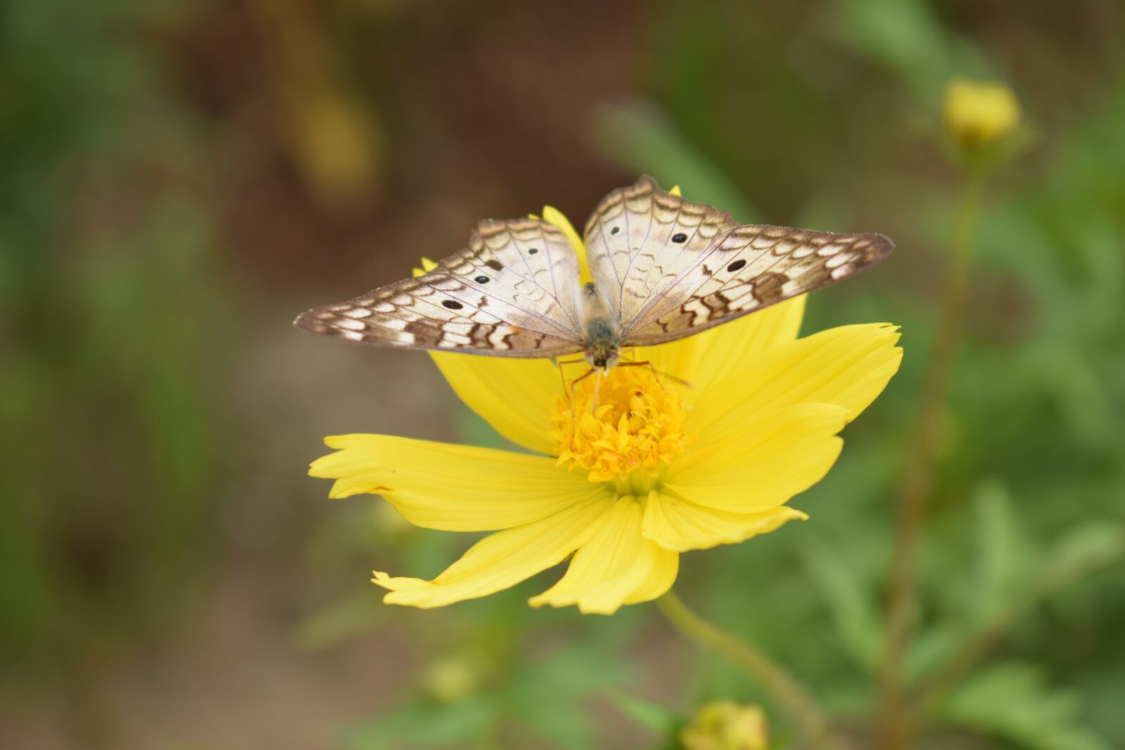 Nikon D3300 sample photo. Butterfly, flower, natural photography