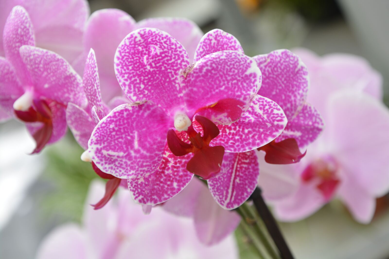 Nikon D5200 sample photo. Orchids, flower orchids, color photography