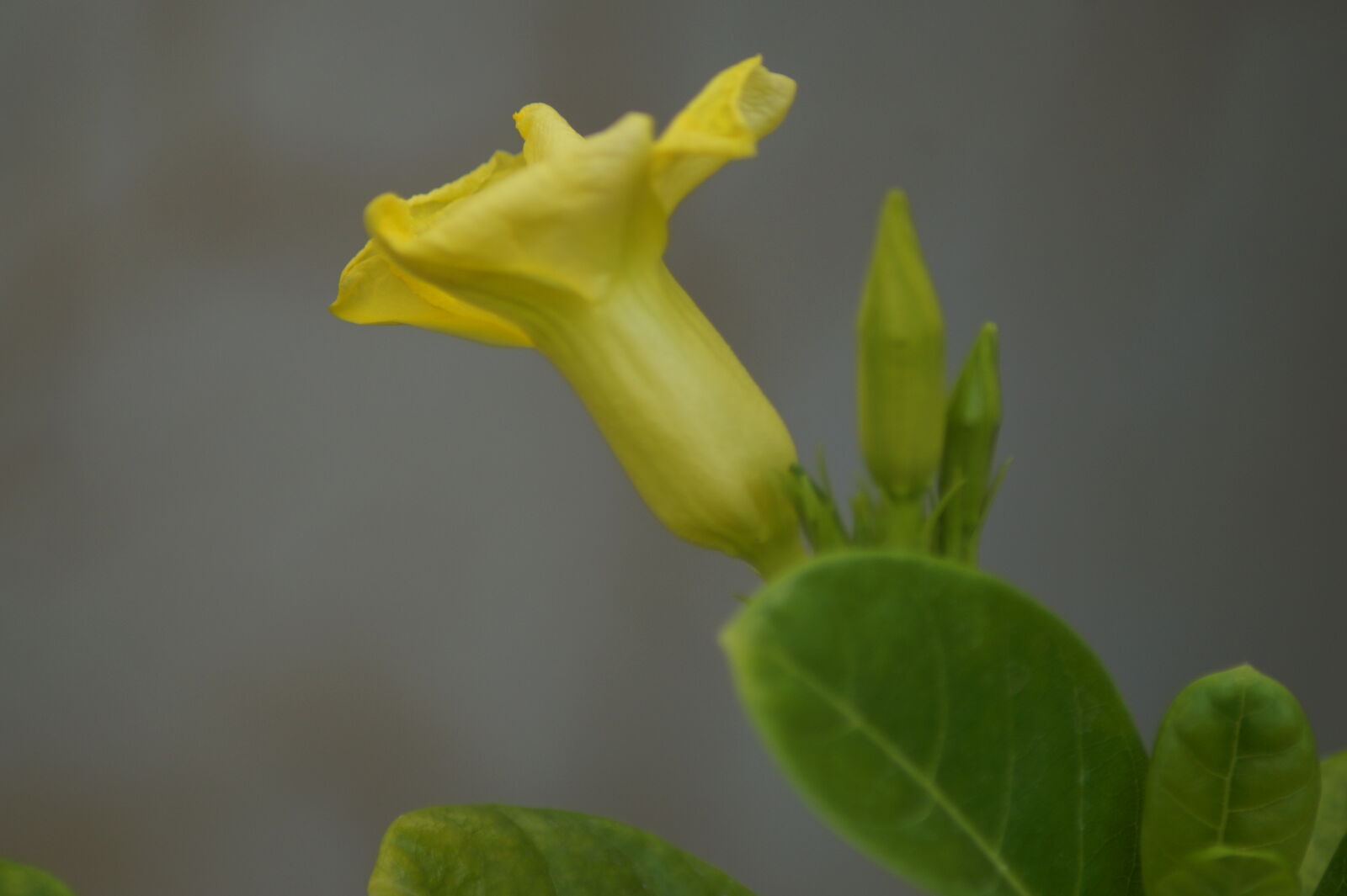 Sony SLT-A58 sample photo. Yello family photography