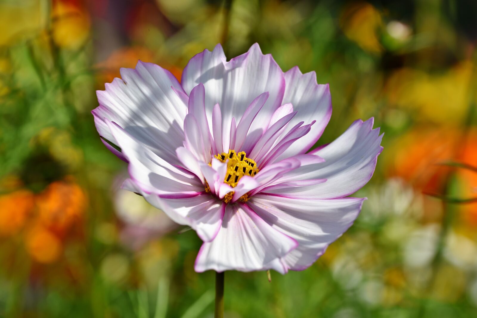 Nikon D7200 sample photo. Cosmea, flower, blossom photography