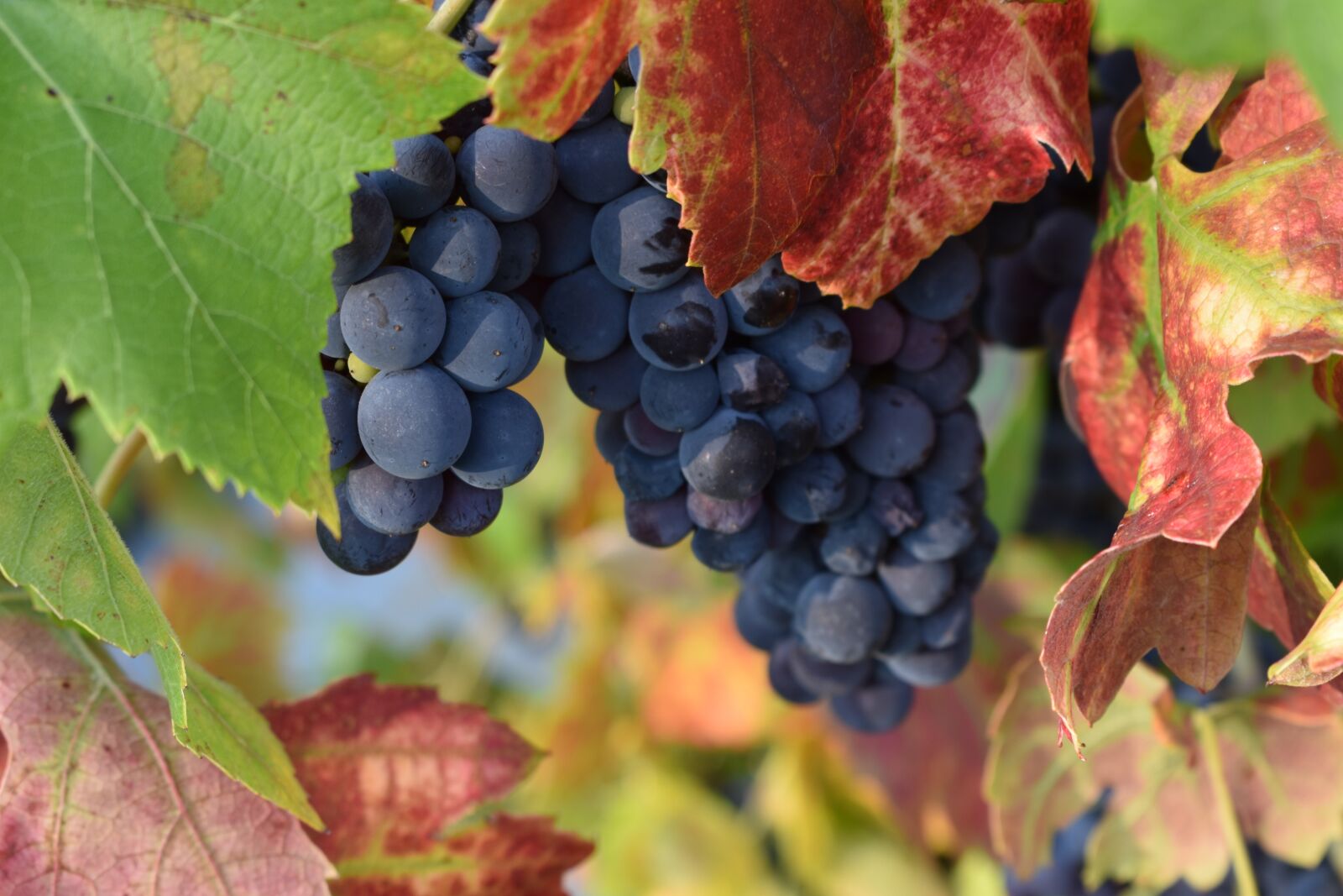 Nikon D3400 sample photo. Grapes, autumn, fruit photography