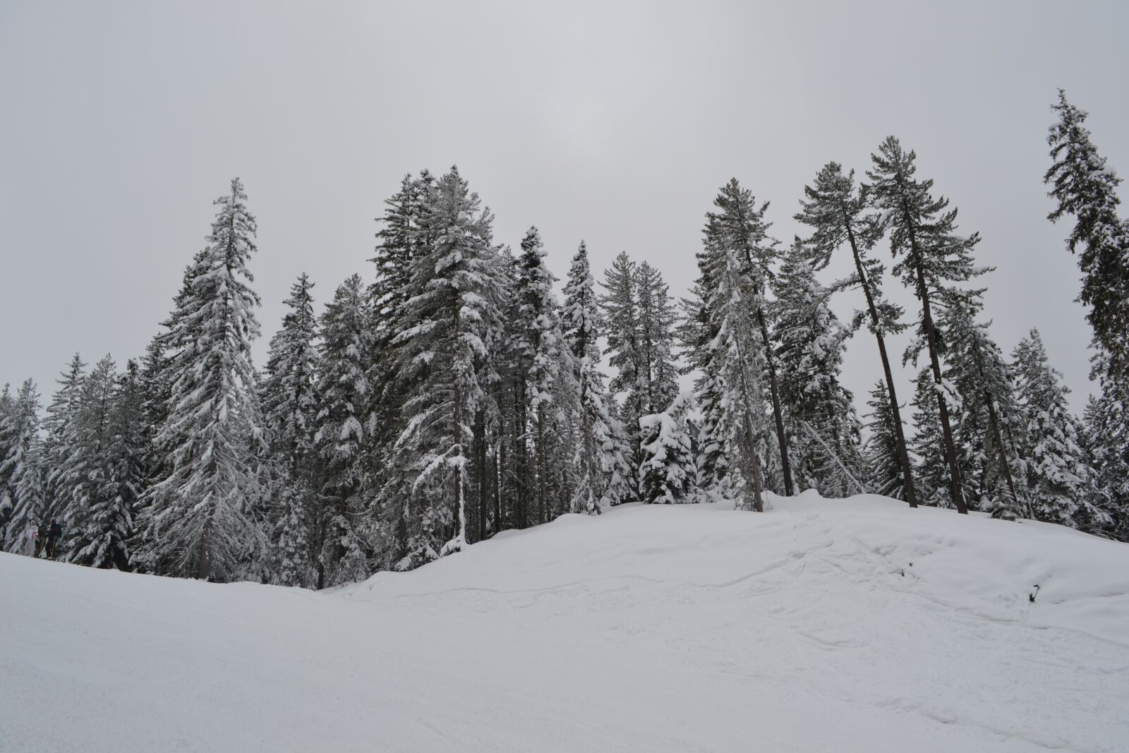 Nikon D3100 sample photo. Snow, trees, nature photography