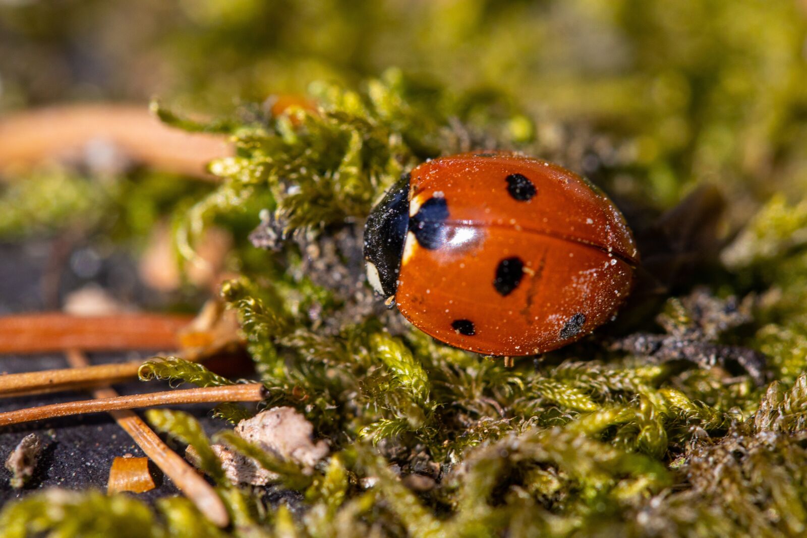 Canon EOS 250D (EOS Rebel SL3 / EOS Kiss X10 / EOS 200D II) sample photo. Ladybug, animal, wild photography