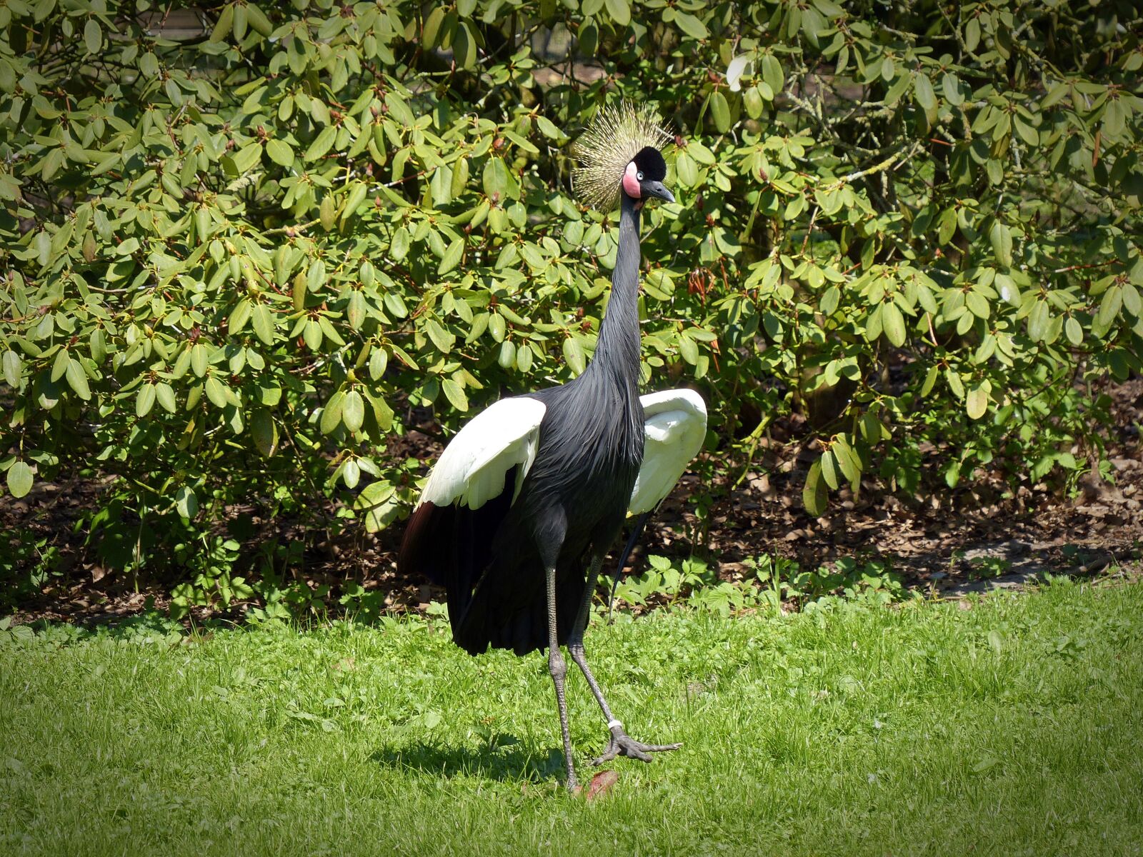 Panasonic Lumix DMC-FZ200 sample photo. Black grey crowned crane photography