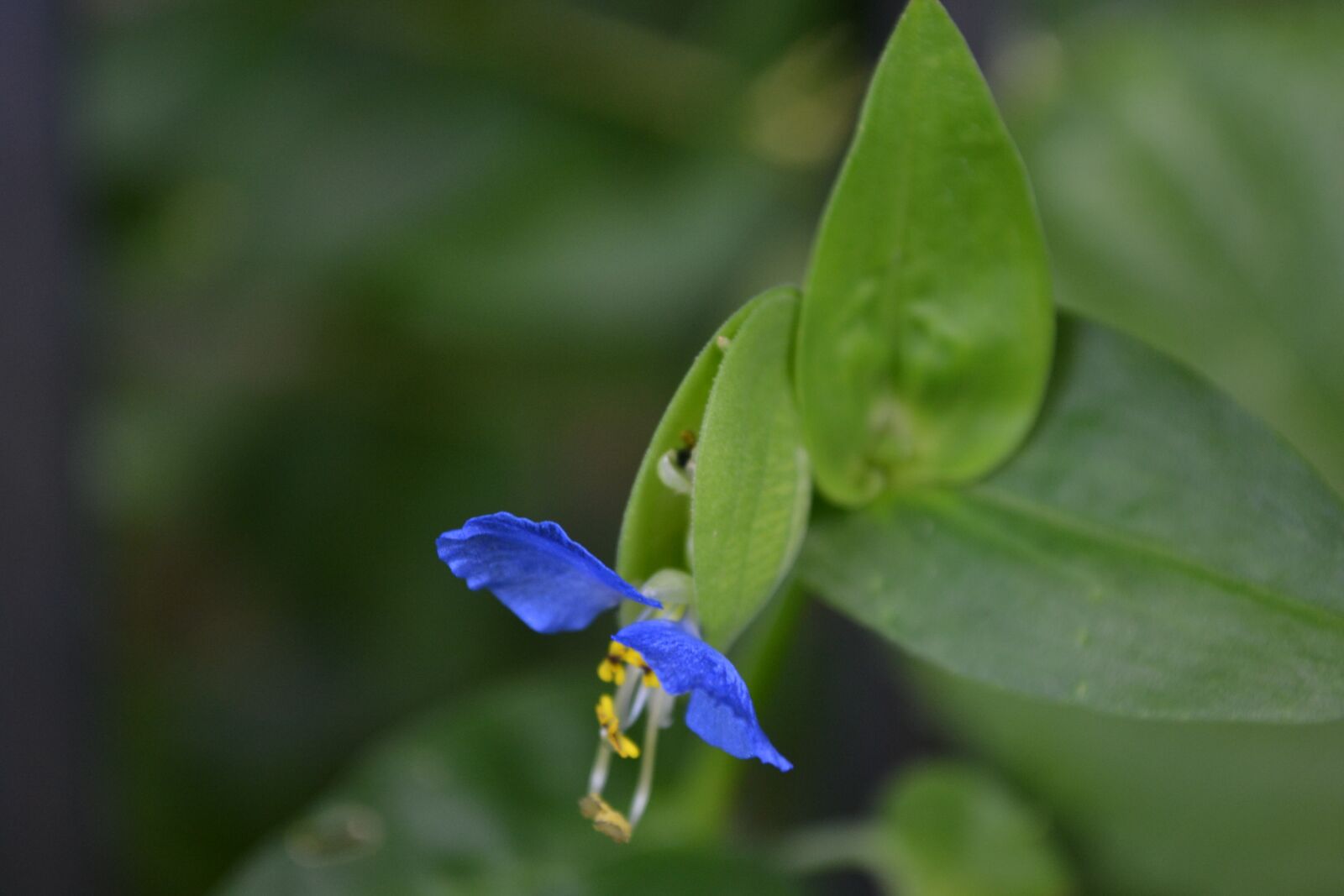 Nikon D3100 sample photo. Blue flower, garden, flower photography
