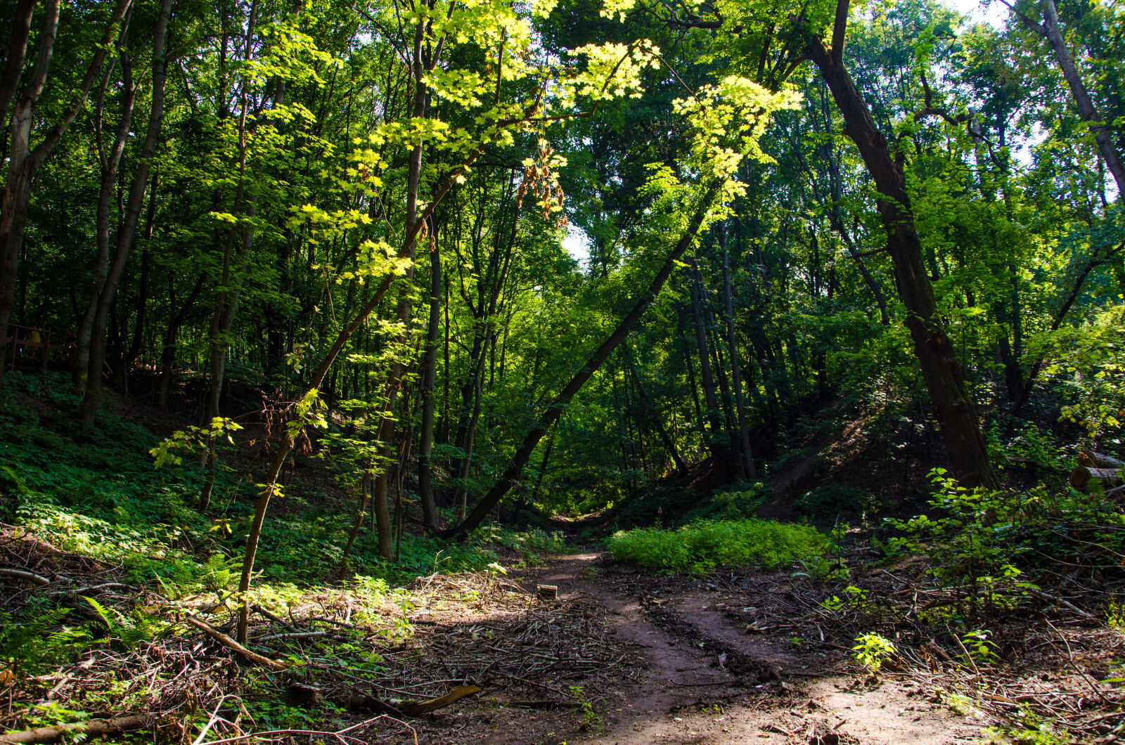 Nikon D5100 sample photo
