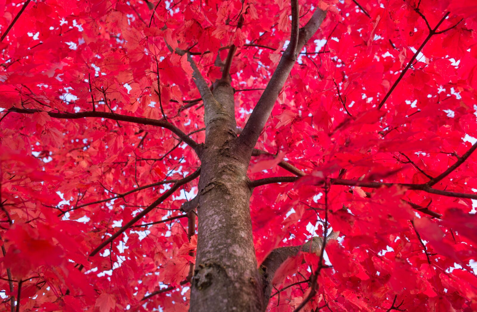 Nikon D610 sample photo. Red, tree, maple photography
