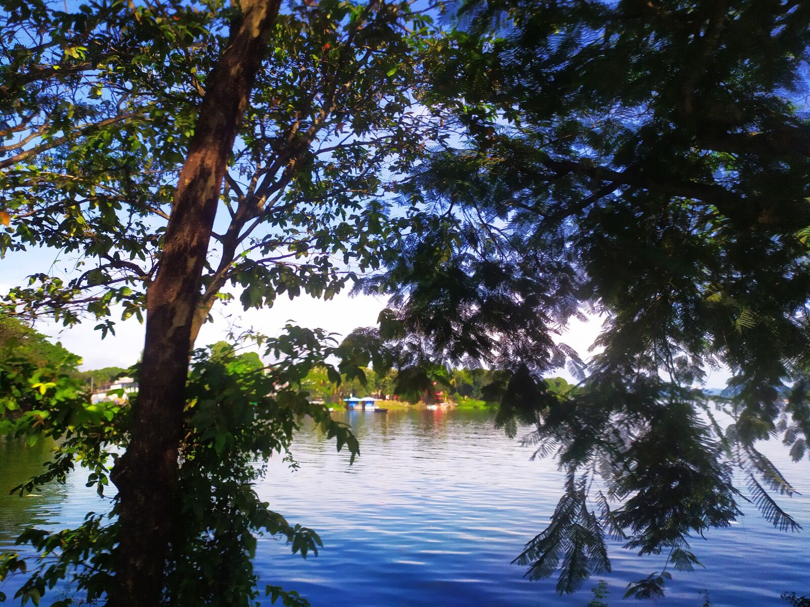 Xiaomi Redmi Note 7 sample photo. Beautiful, lake, tree photography