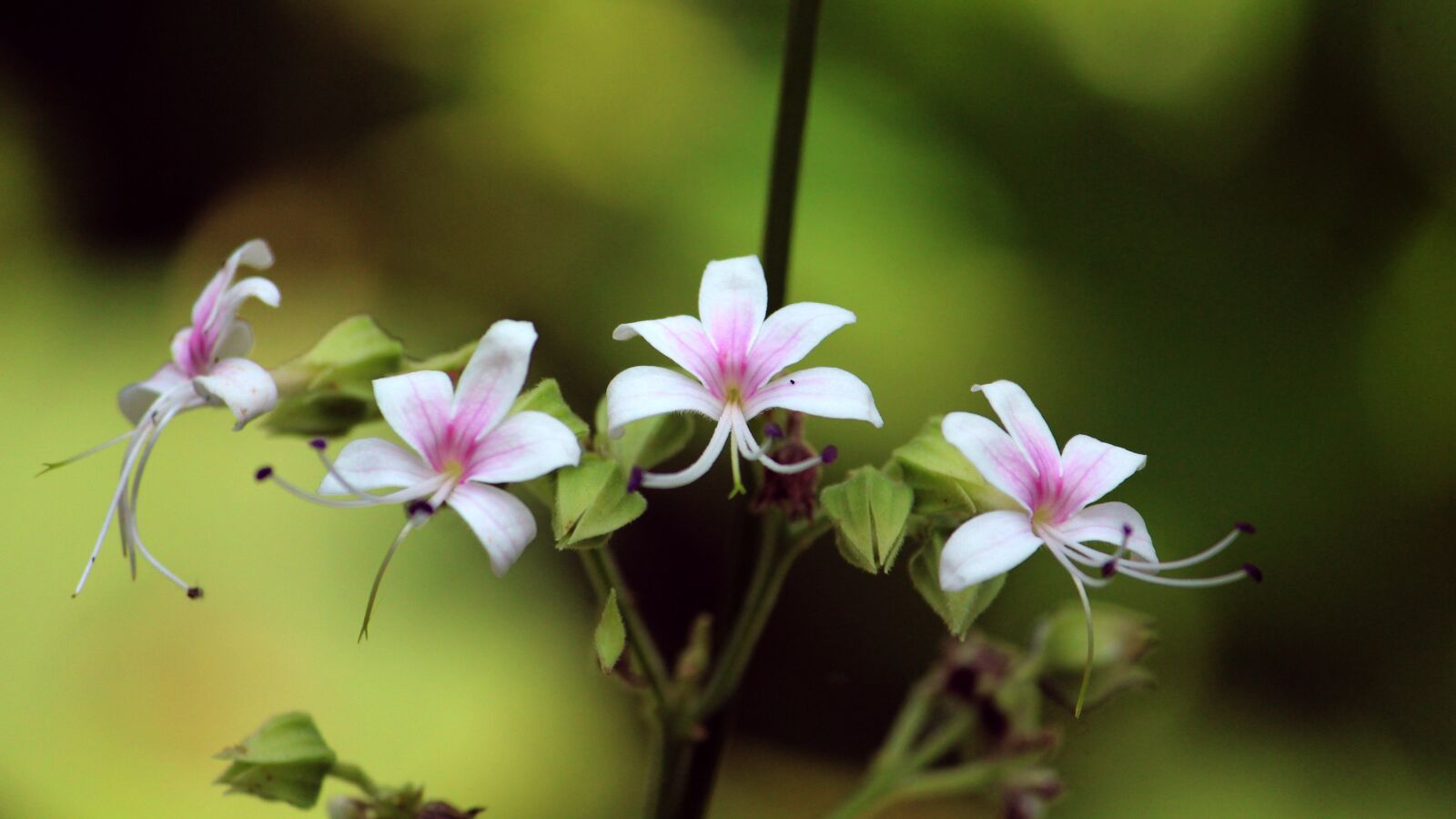 Canon EOS 1300D (EOS Rebel T6 / EOS Kiss X80) sample photo. Kerala, india, flower photography