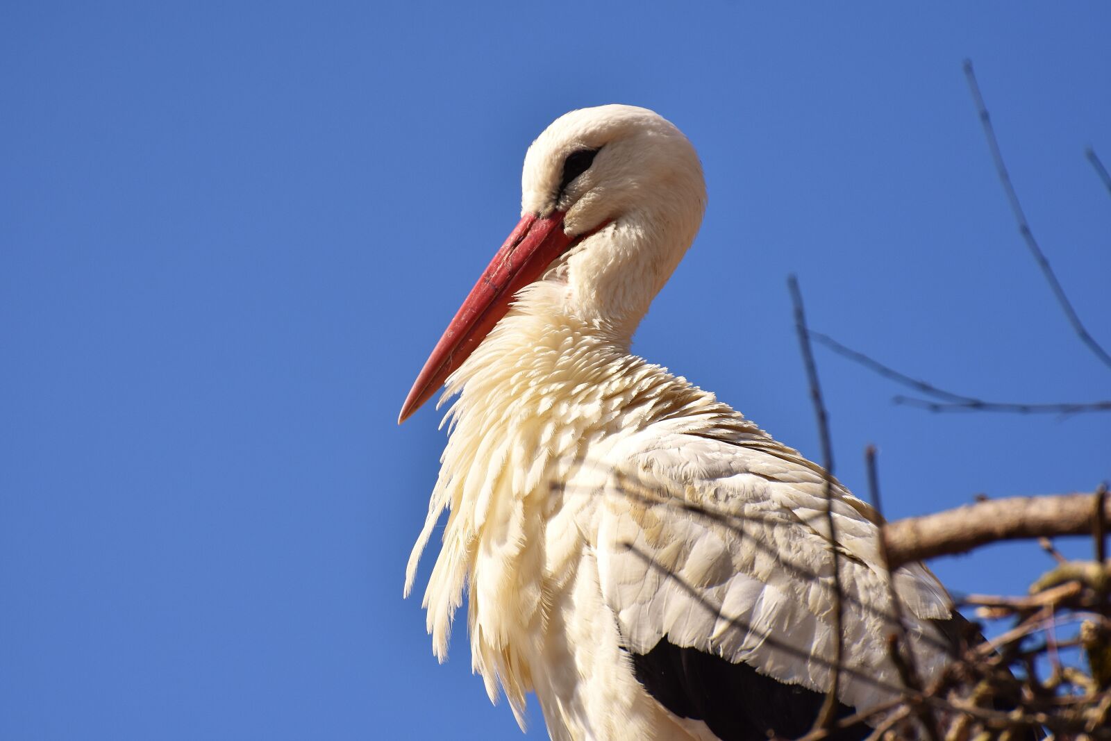 Nikon D7200 sample photo. Stork, bird, flying photography