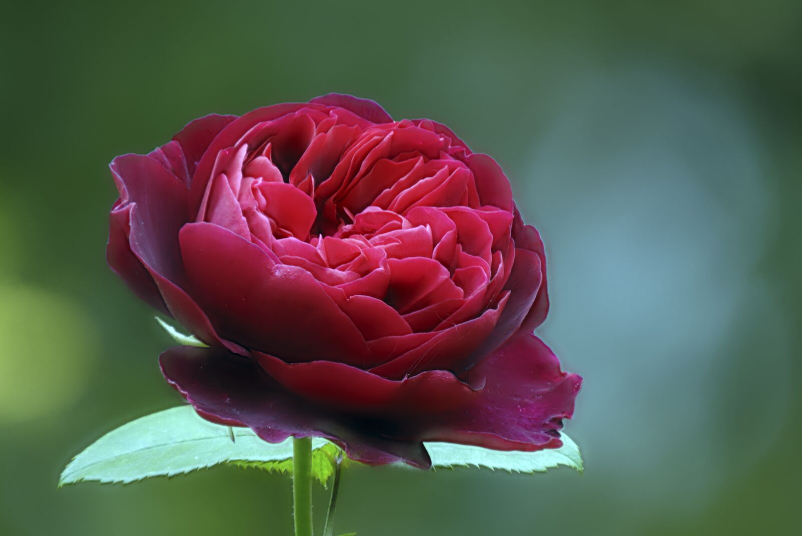 Nikon D200 sample photo. Rose, garden, ld braithwaite photography