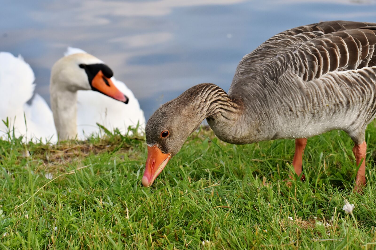 Nikon D7200 sample photo. Goose, swan, water photography