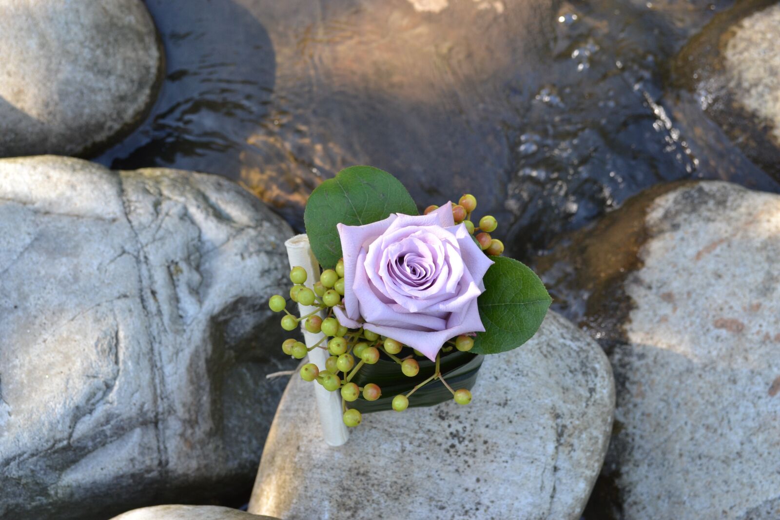 Nikon D3100 sample photo. Flower, colors, sassi photography