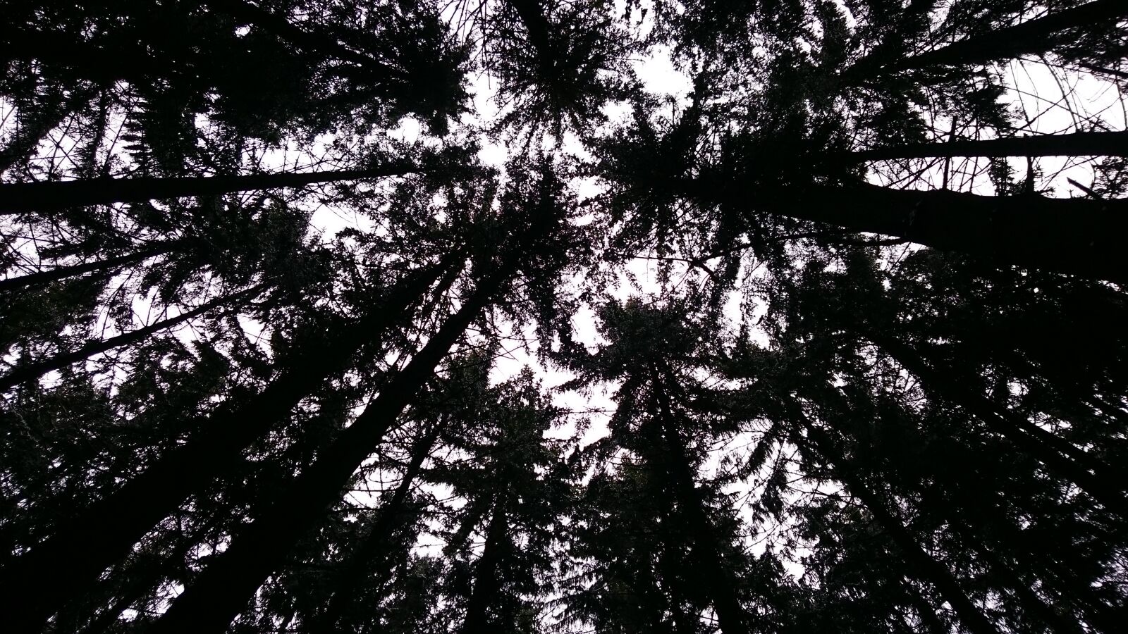 Sony Xperia Z3 sample photo. Forest, trees, nature photography
