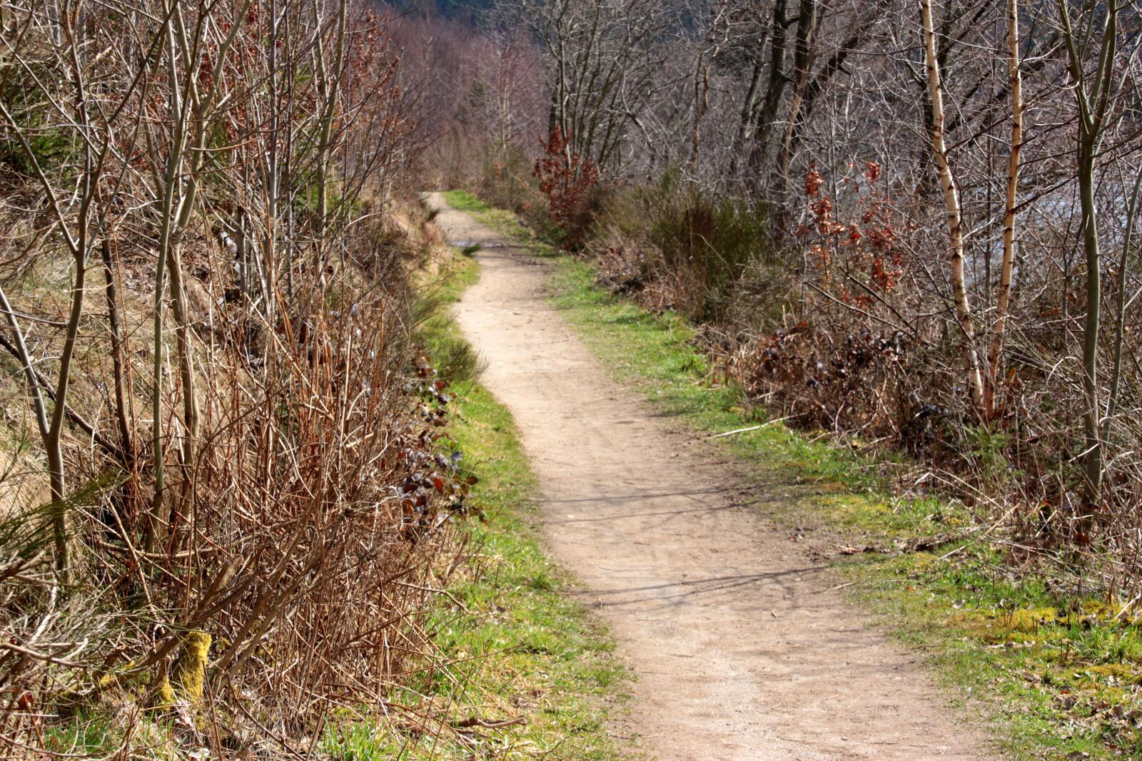 Canon EOS 650D (EOS Rebel T4i / EOS Kiss X6i) sample photo. Away, forest path, forest photography
