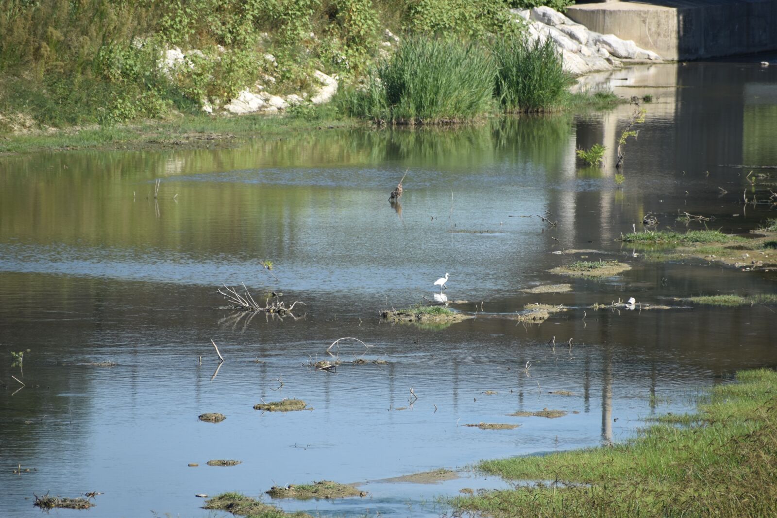 Nikon D5600 sample photo. River, birds, nature photography