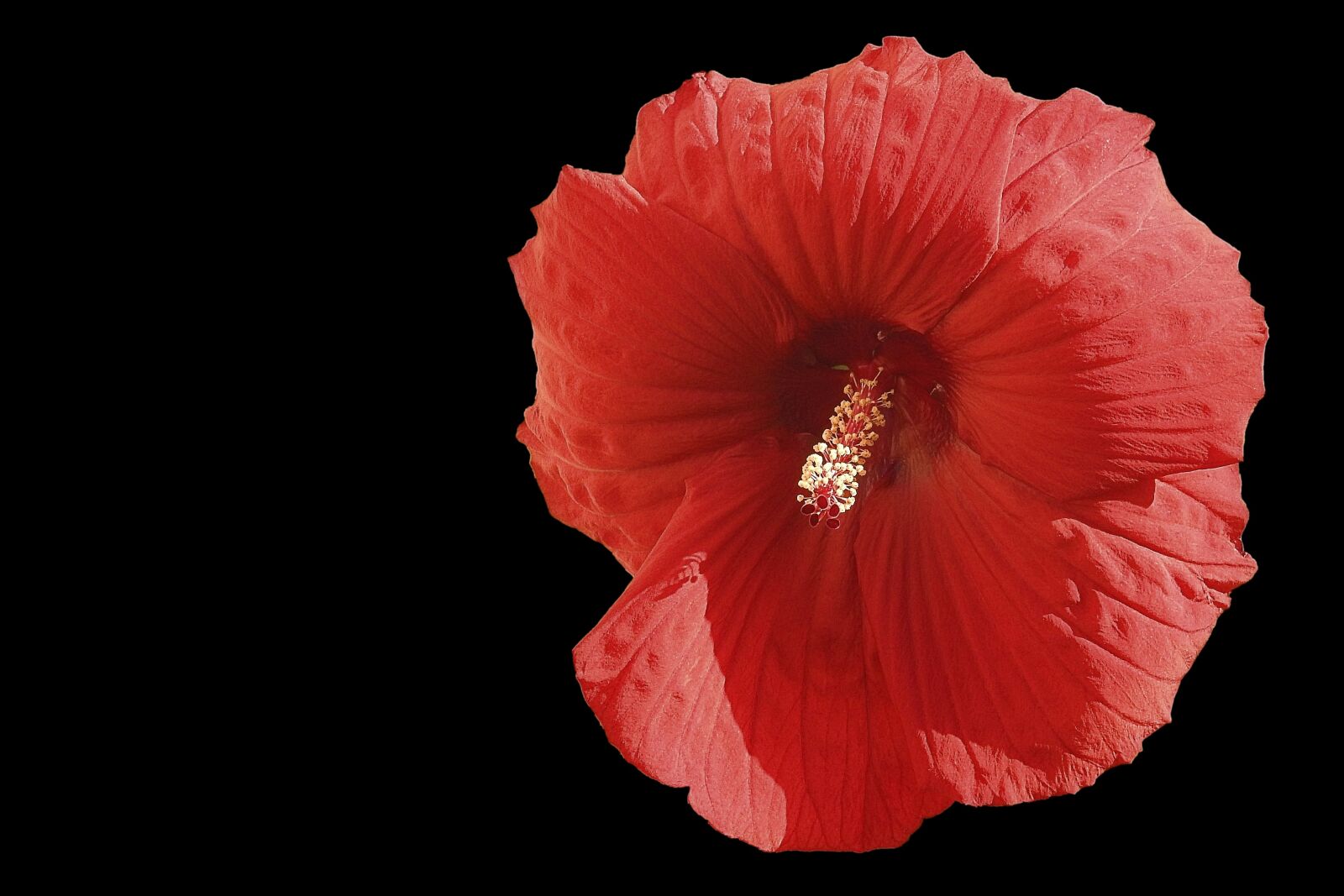 Nikon Coolpix P900 sample photo. Hibiscus flower, giant hibiscus photography