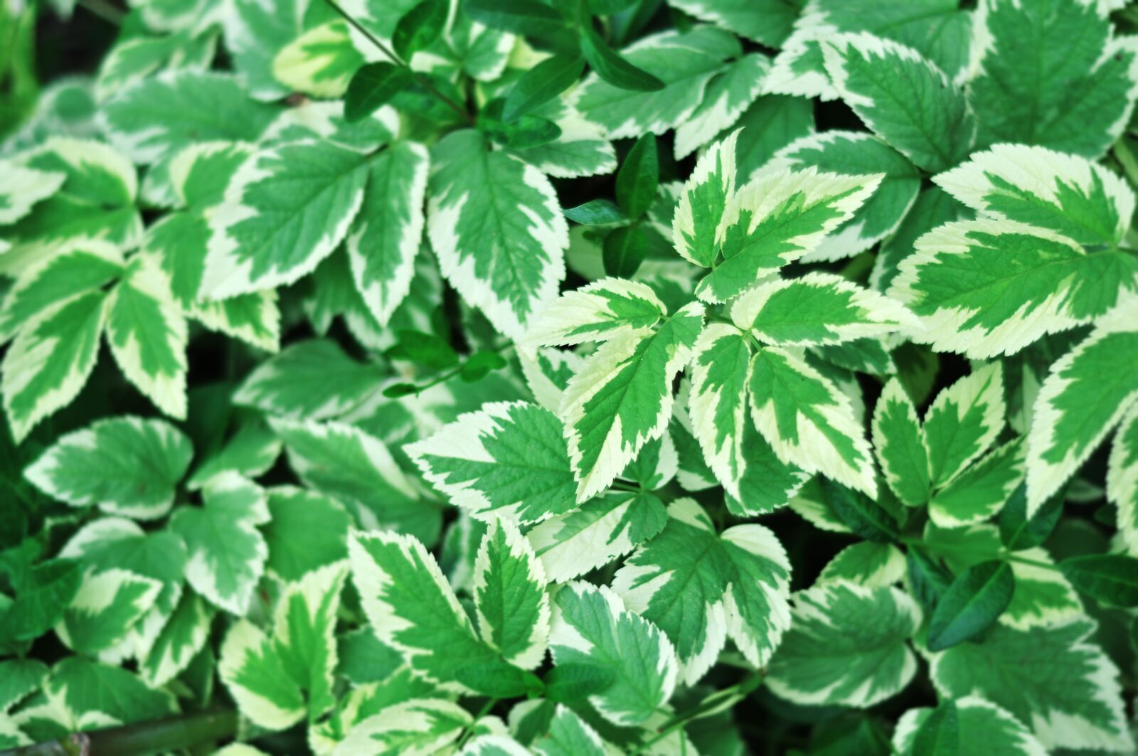 Nikon D90 sample photo. Leaves, foliage, nature photography