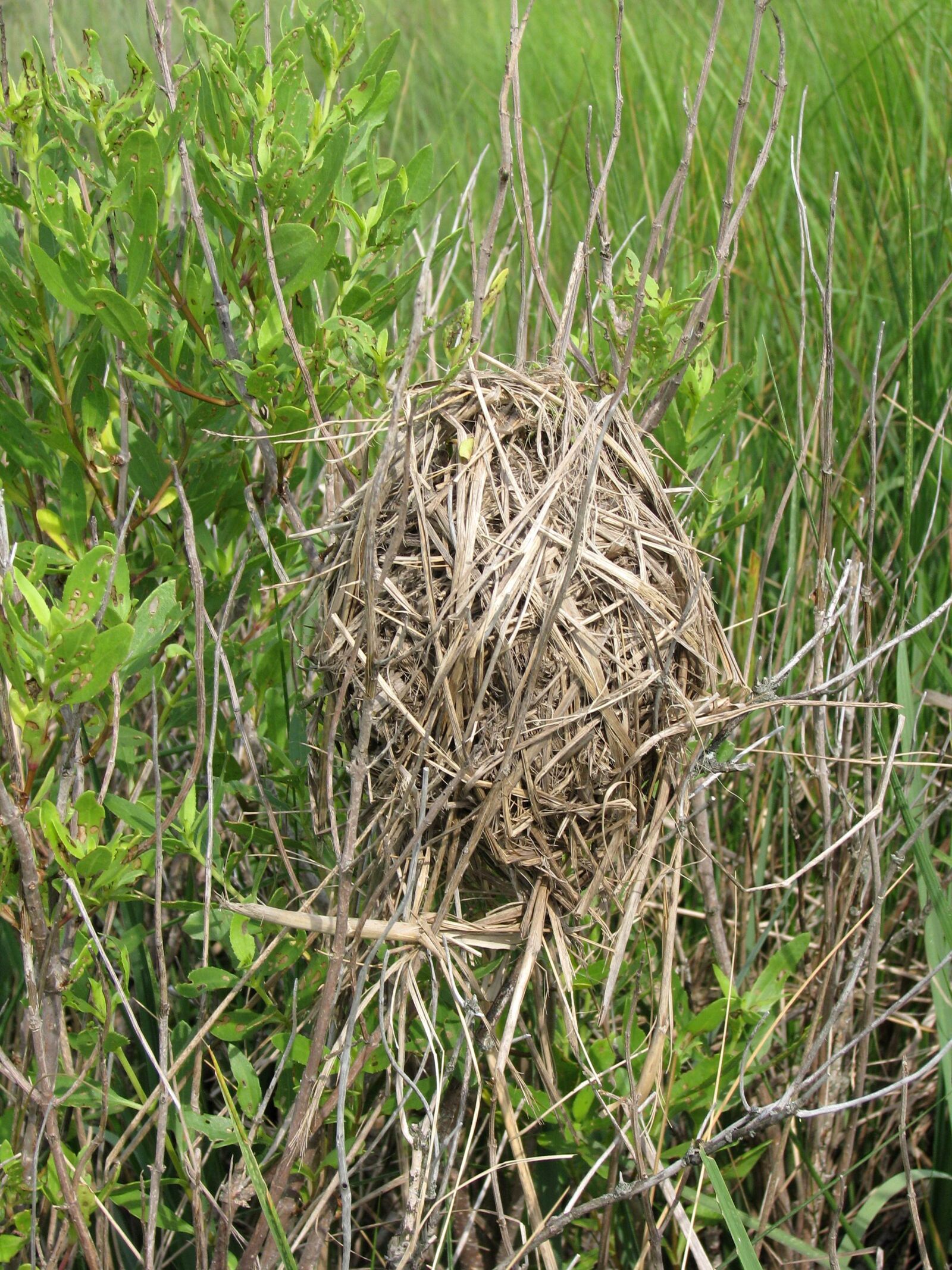 Canon POWERSHOT S5 IS sample photo. Plants, grass, nest photography