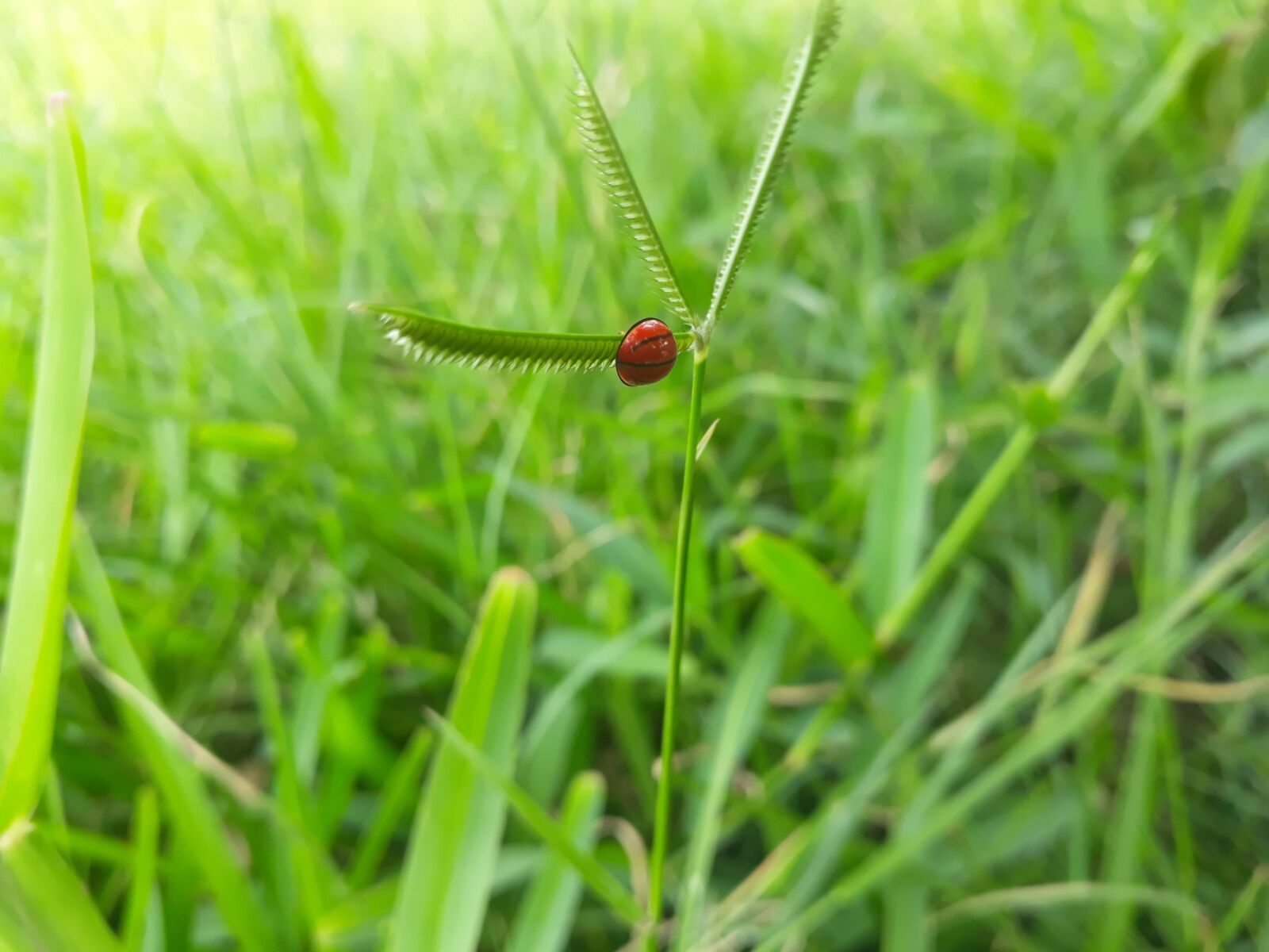 Samsung Galaxy J5 Prime sample photo. Nature, ladybug, insects photography